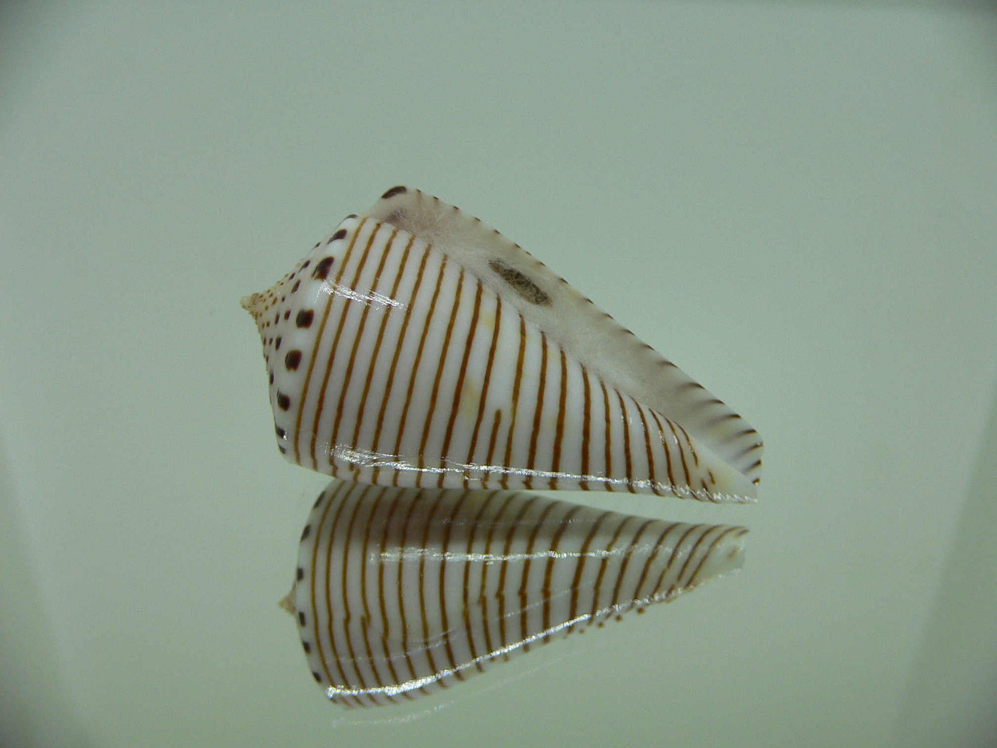 Conus hirasei