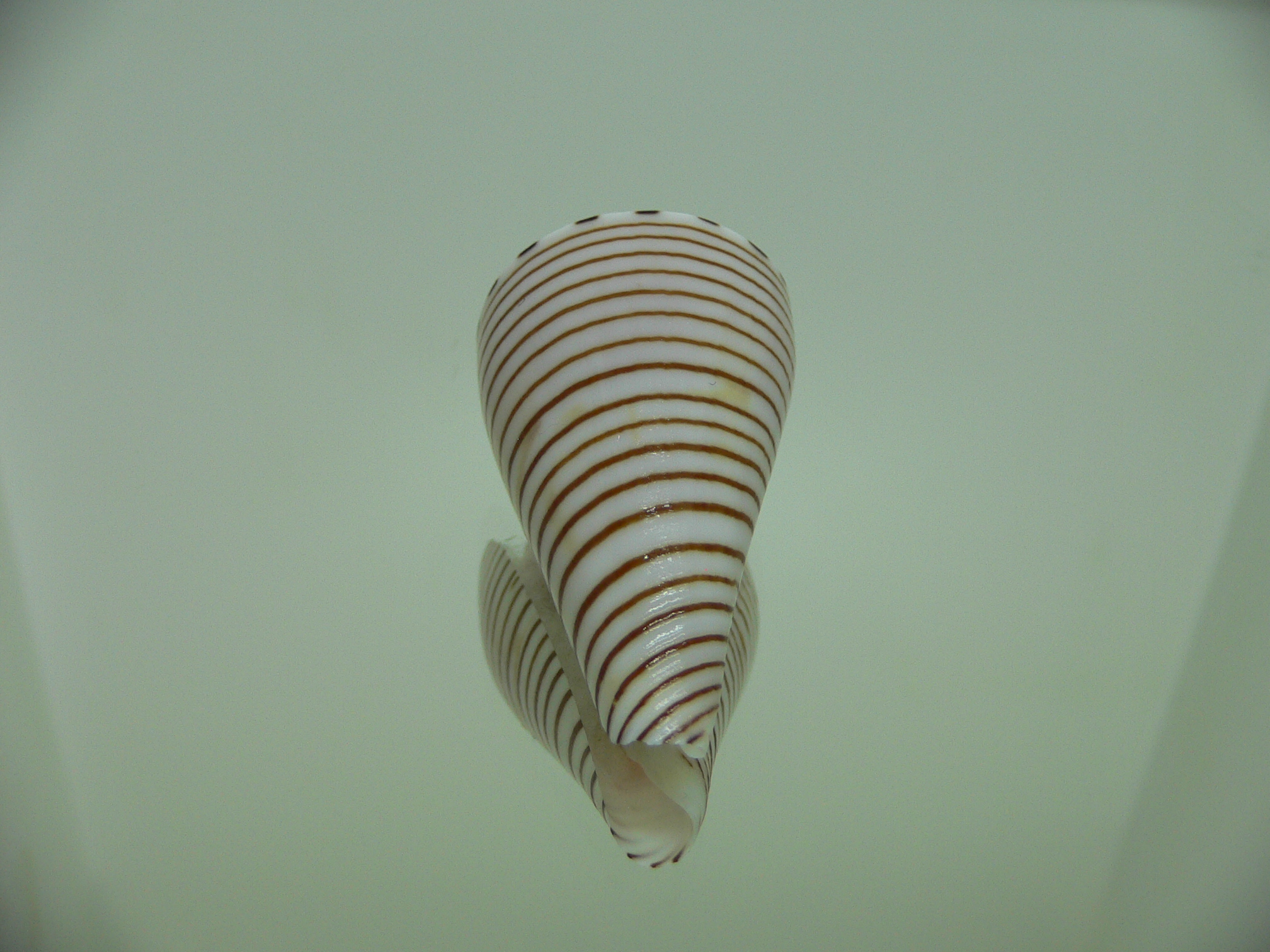 Conus hirasei