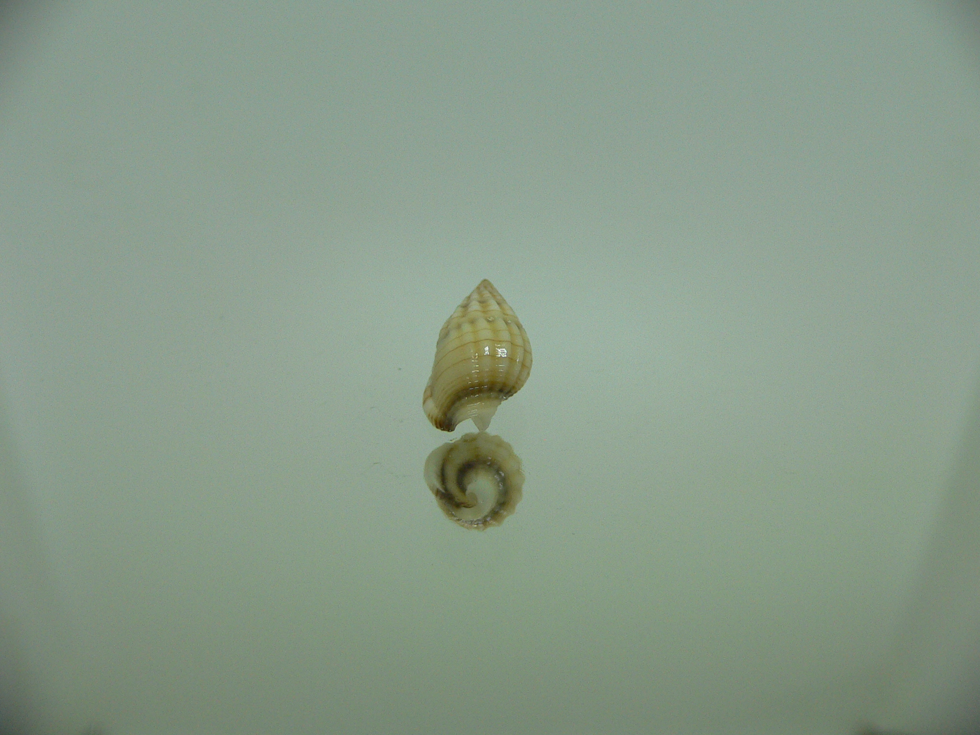 Nassarius celebensis IDEAL & BIG