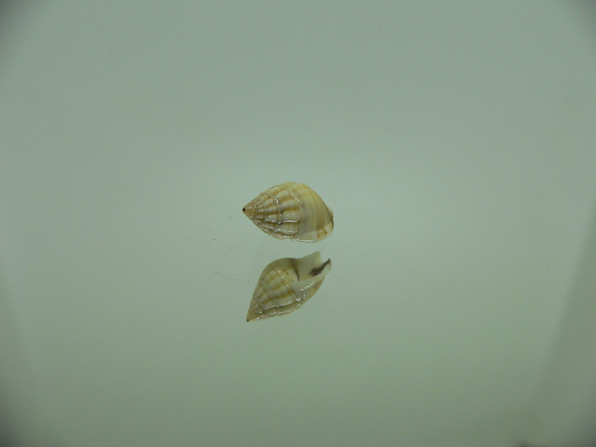 Nassarius celebensis IDEAL & BIG