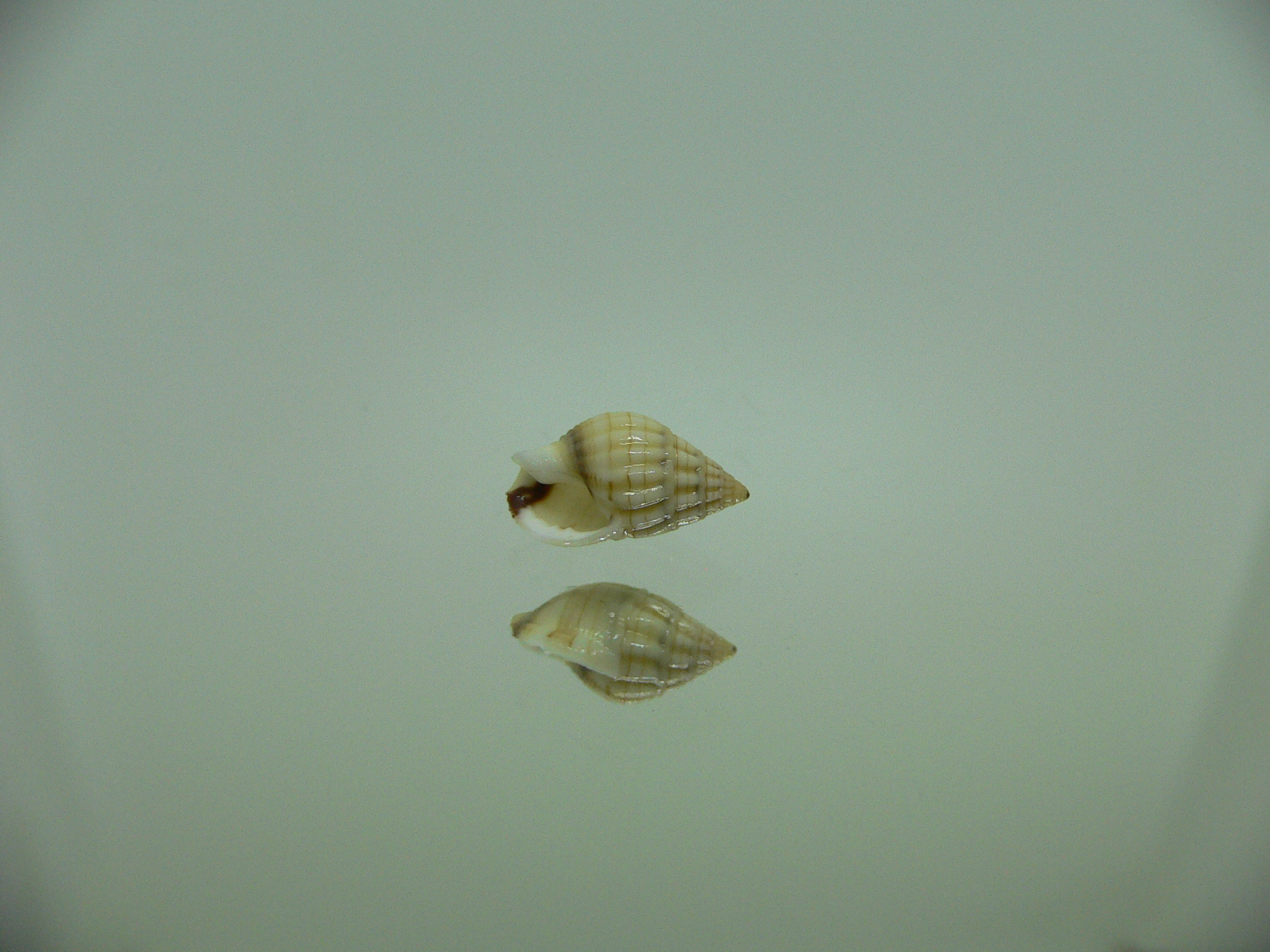 Nassarius celebensis IDEAL & BIG