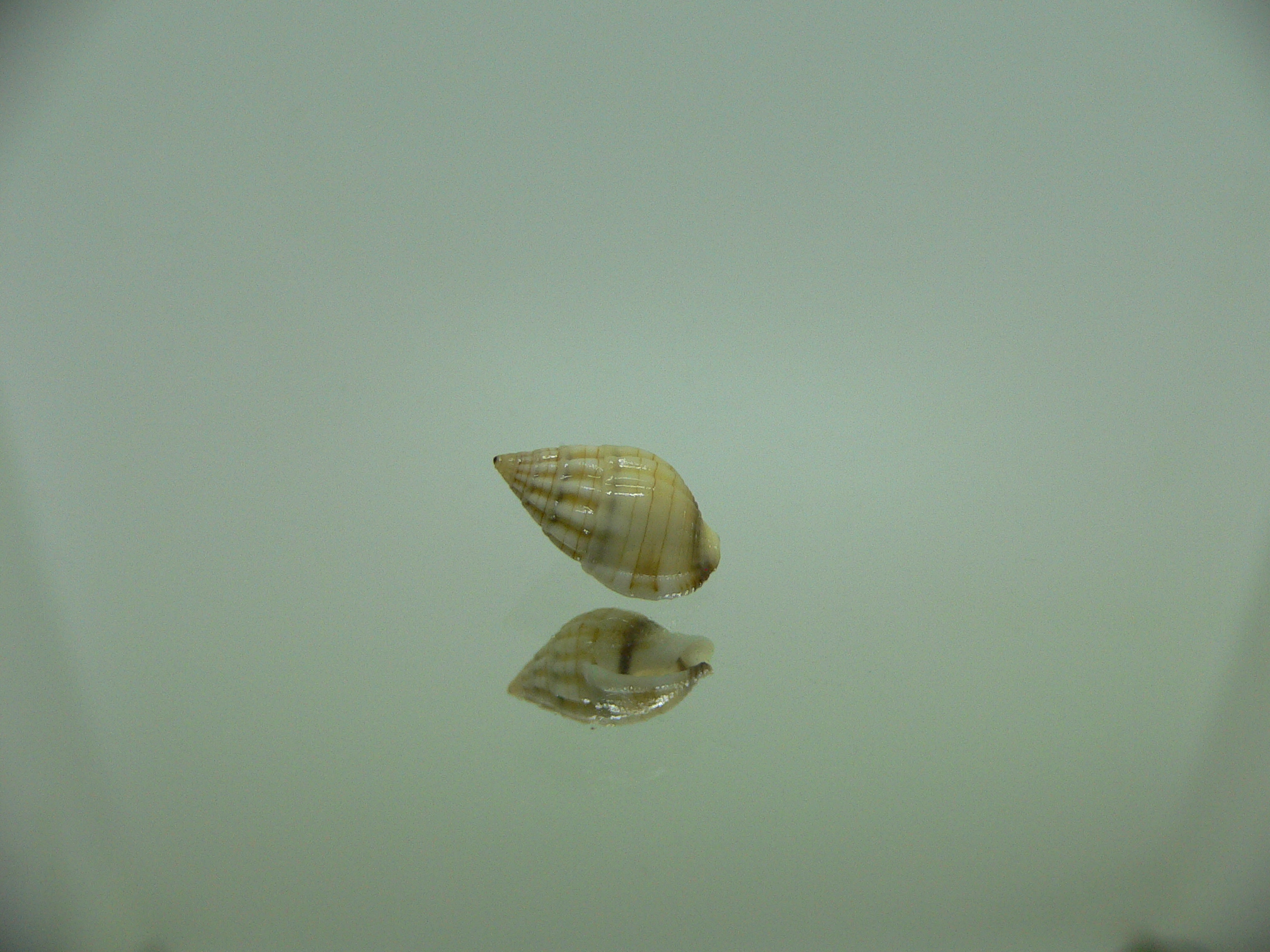 Nassarius celebensis IDEAL & BIG