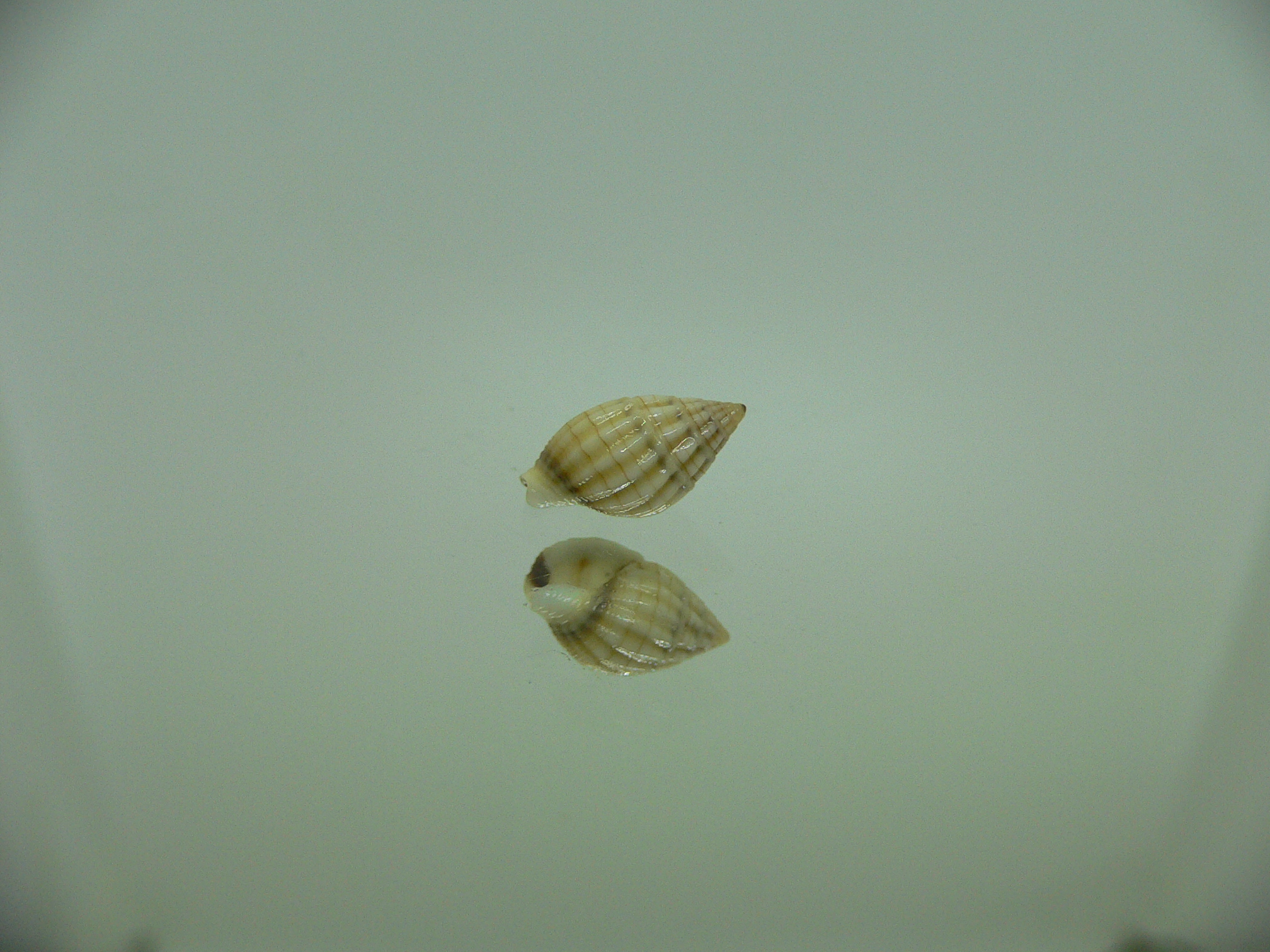 Nassarius celebensis IDEAL & BIG