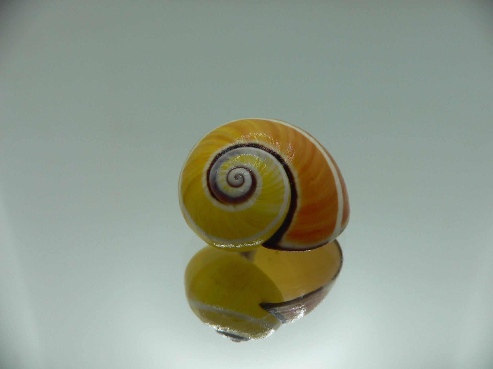 Polymita picta nigrolimbata VERY RARE ENDEMIC