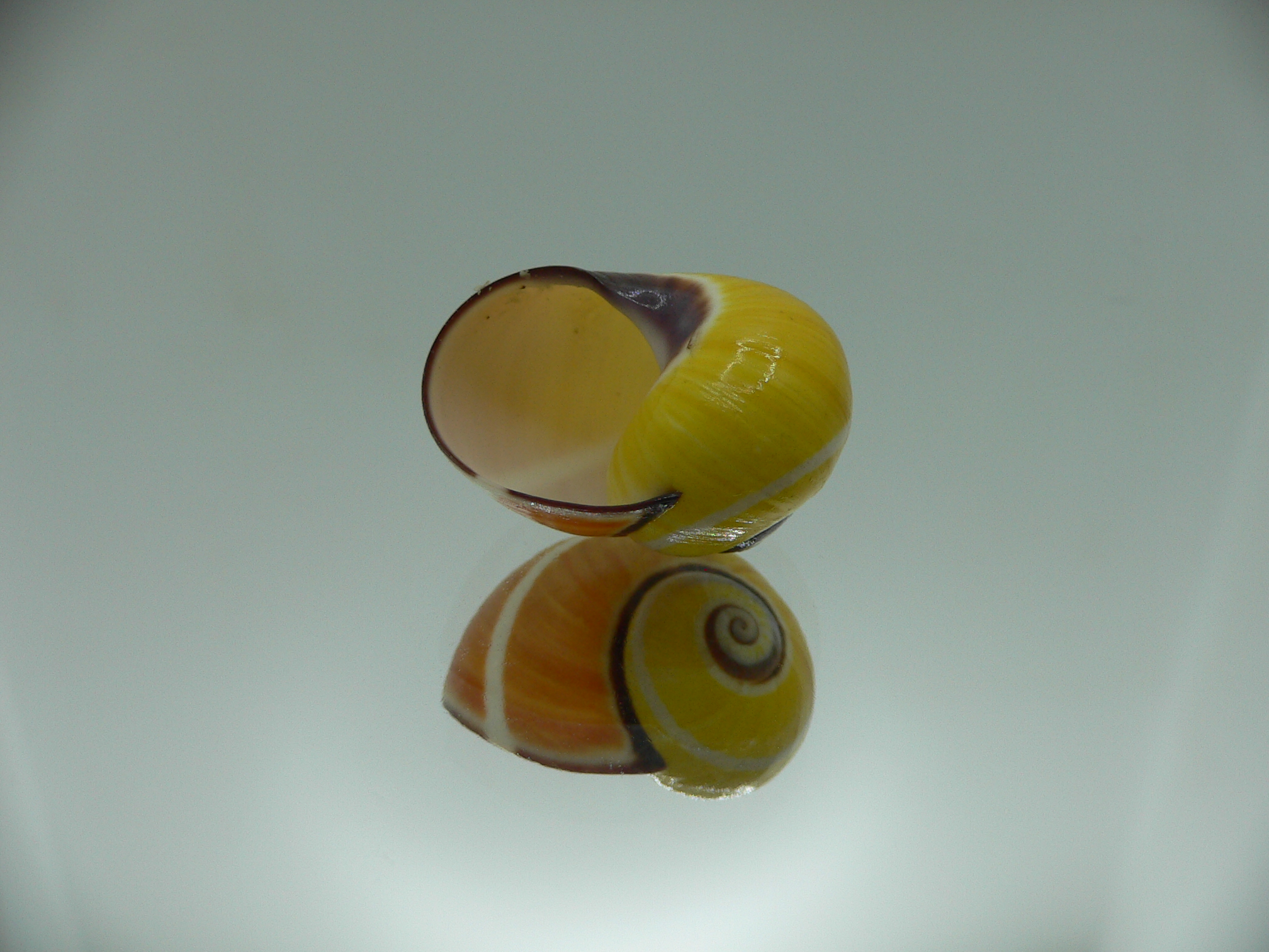 Polymita picta nigrolimbata VERY RARE ENDEMIC