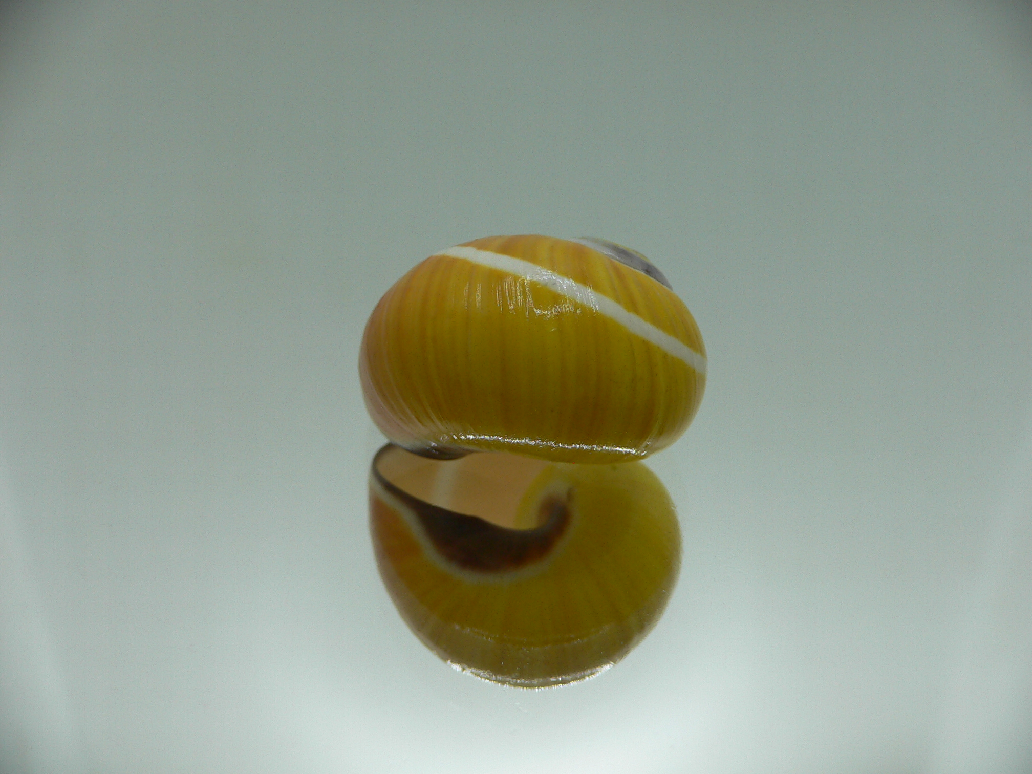 Polymita picta nigrolimbata VERY RARE ENDEMIC