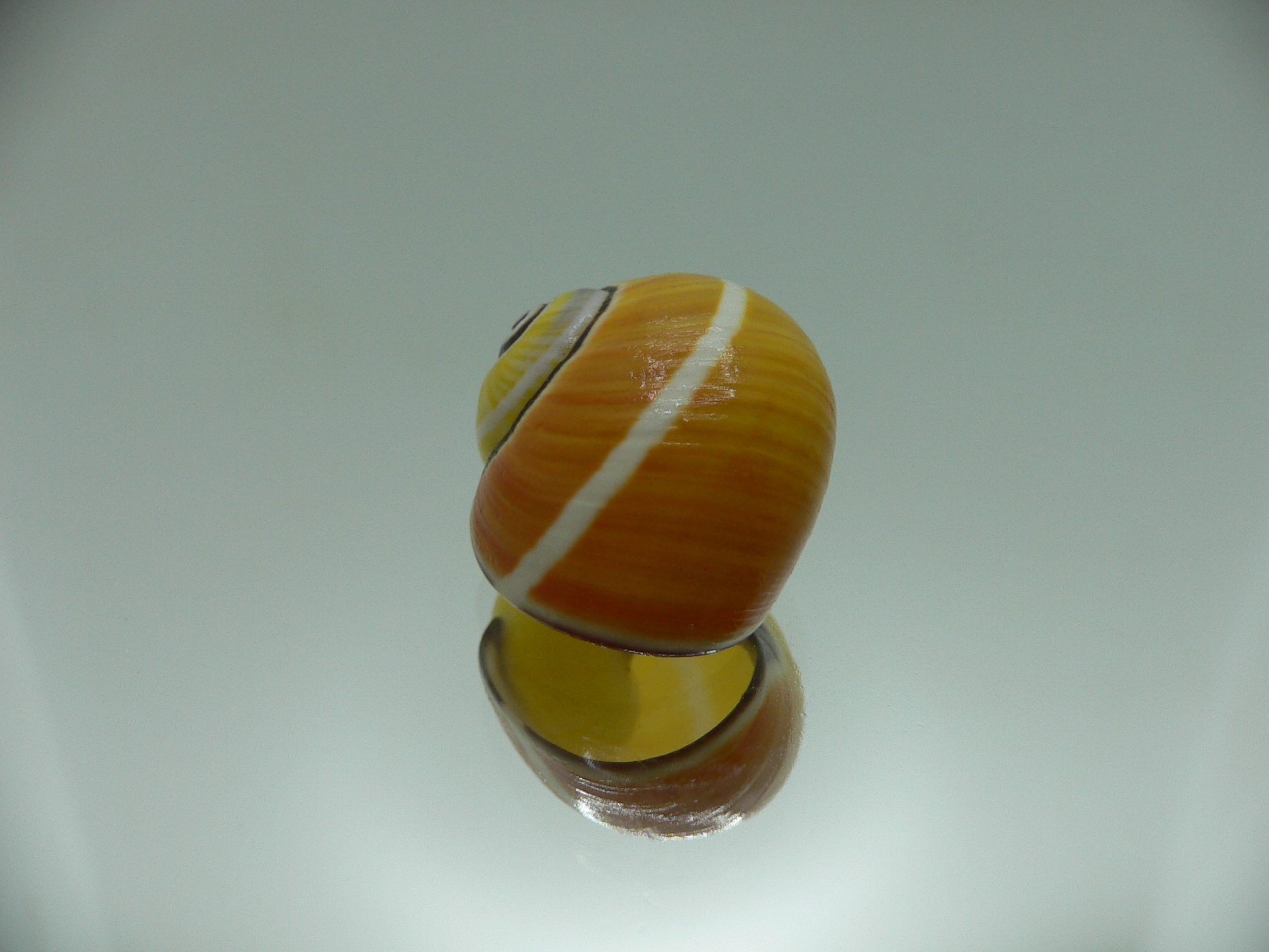 Polymita picta nigrolimbata VERY RARE ENDEMIC