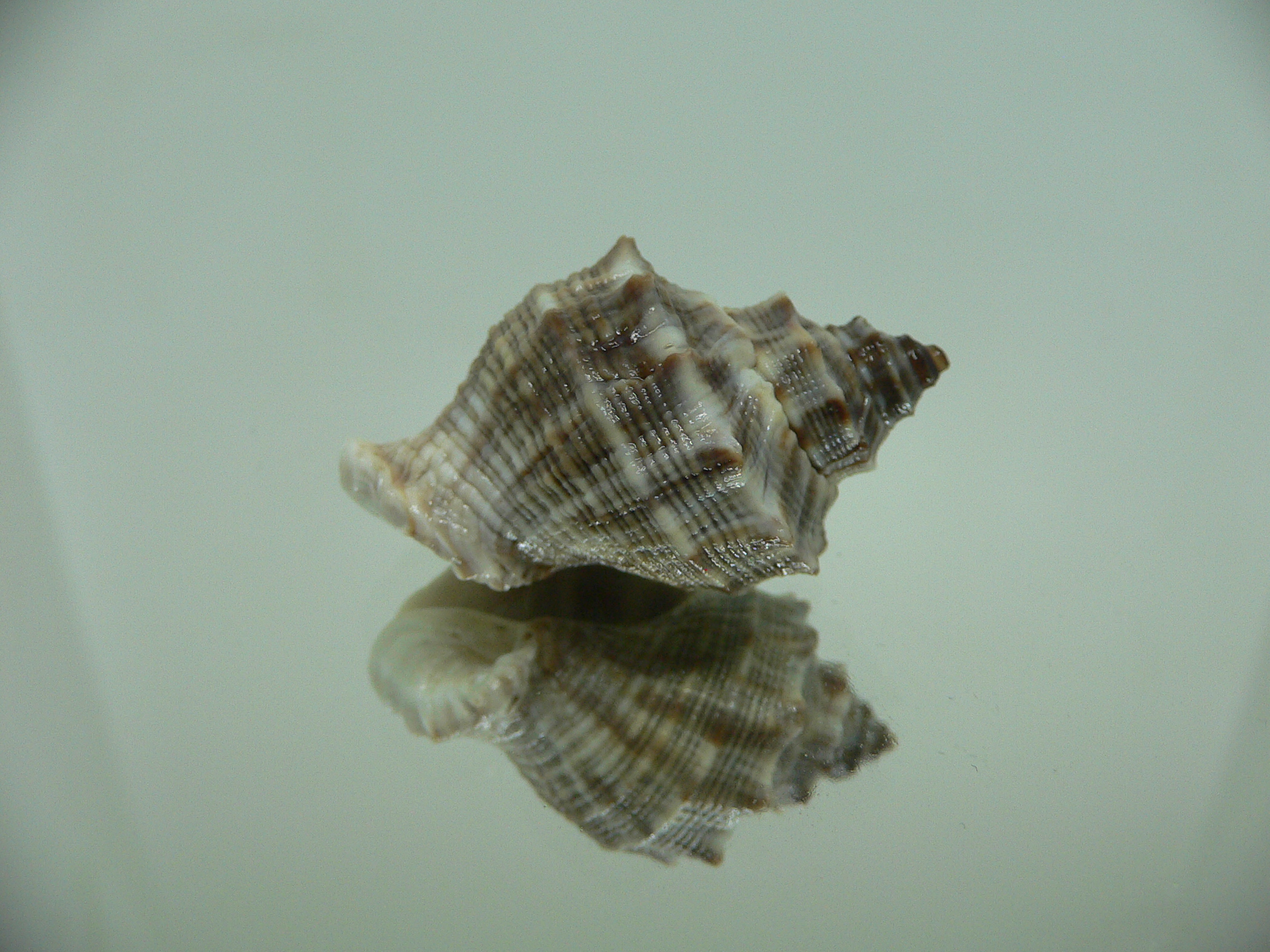 Indothais malayensis GRAY & STRIP