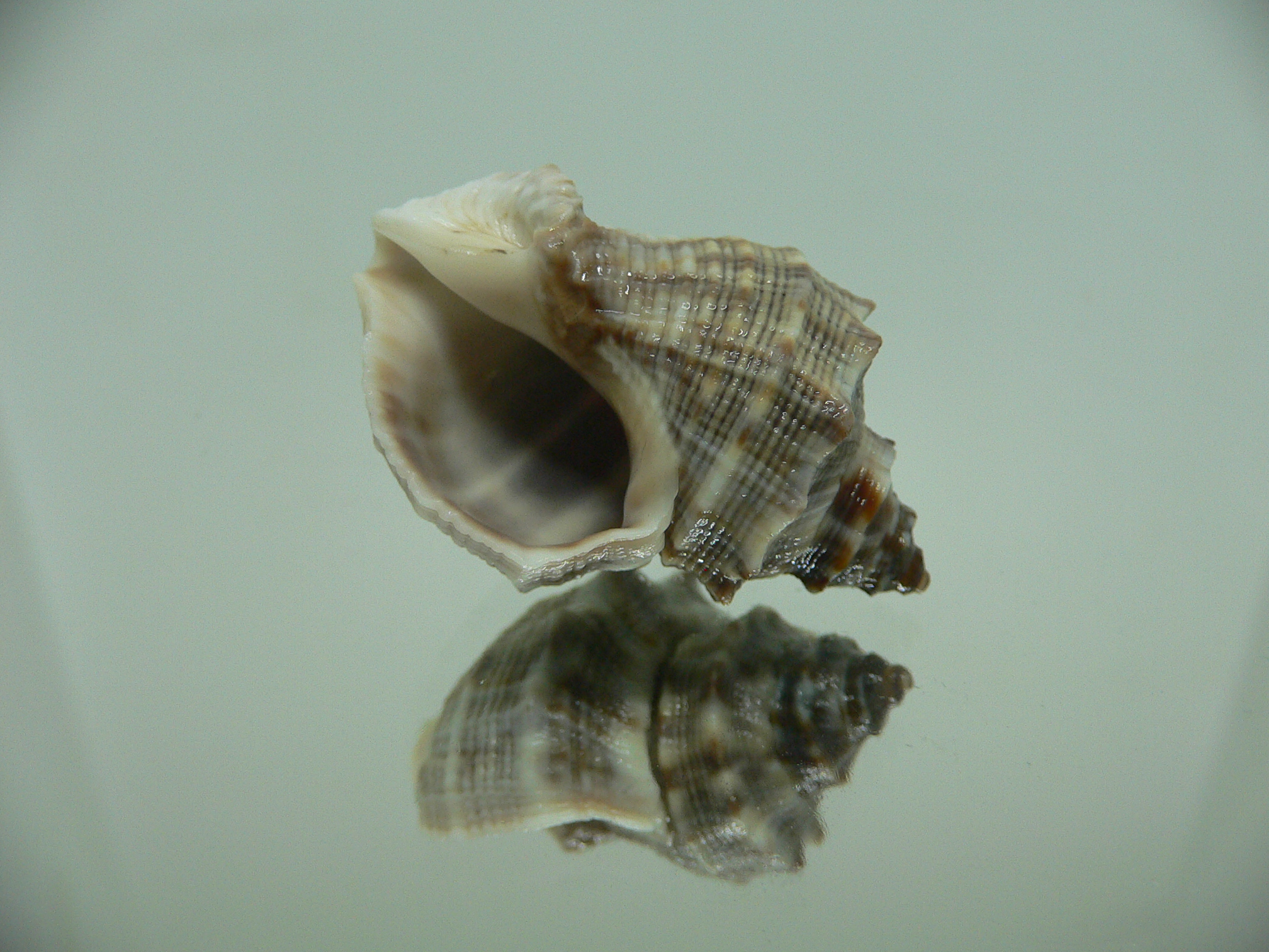 Indothais malayensis GRAY & STRIP