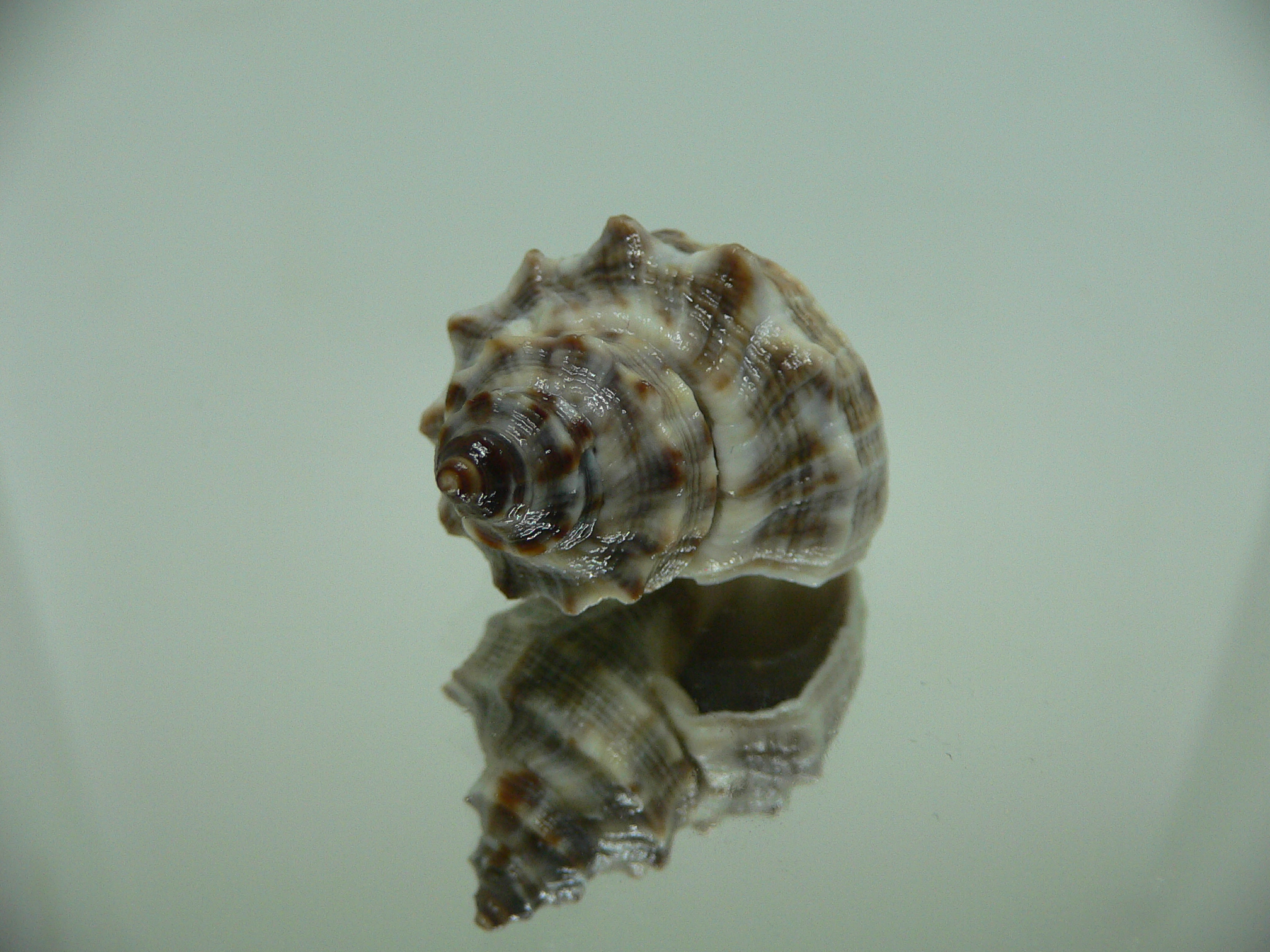 Indothais malayensis GRAY & STRIP