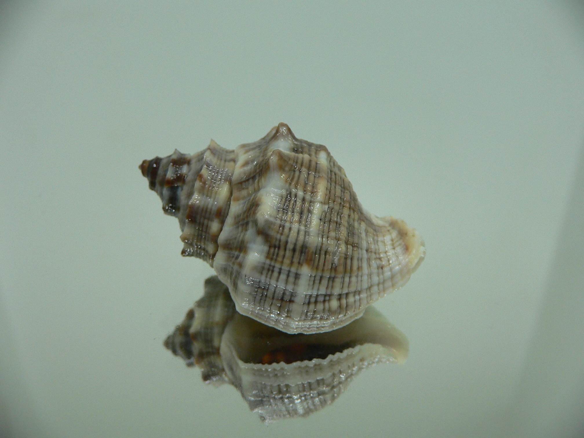 Indothais malayensis GRAY & STRIP