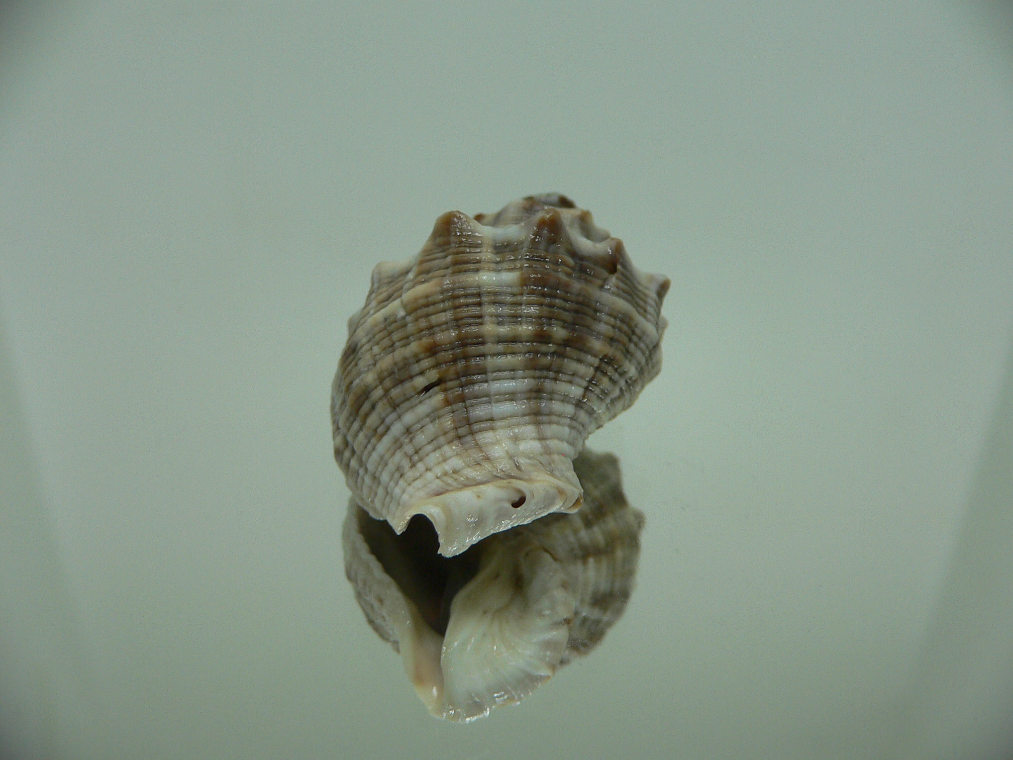 Indothais malayensis GRAY & STRIP