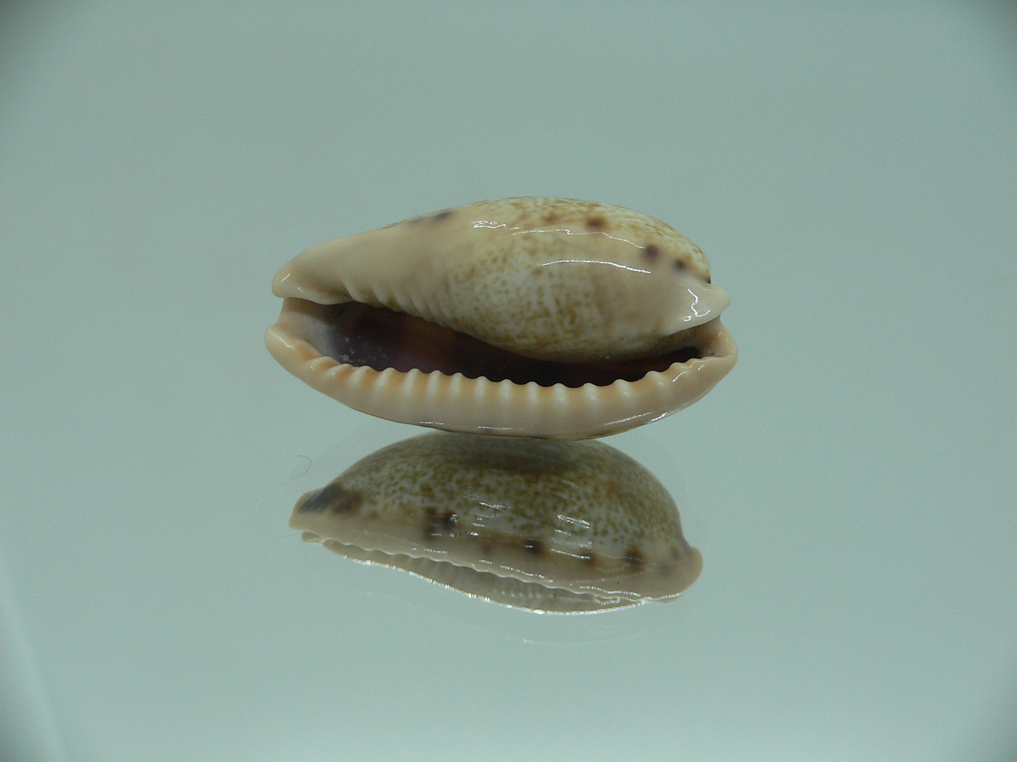 Cypraea caurica algida