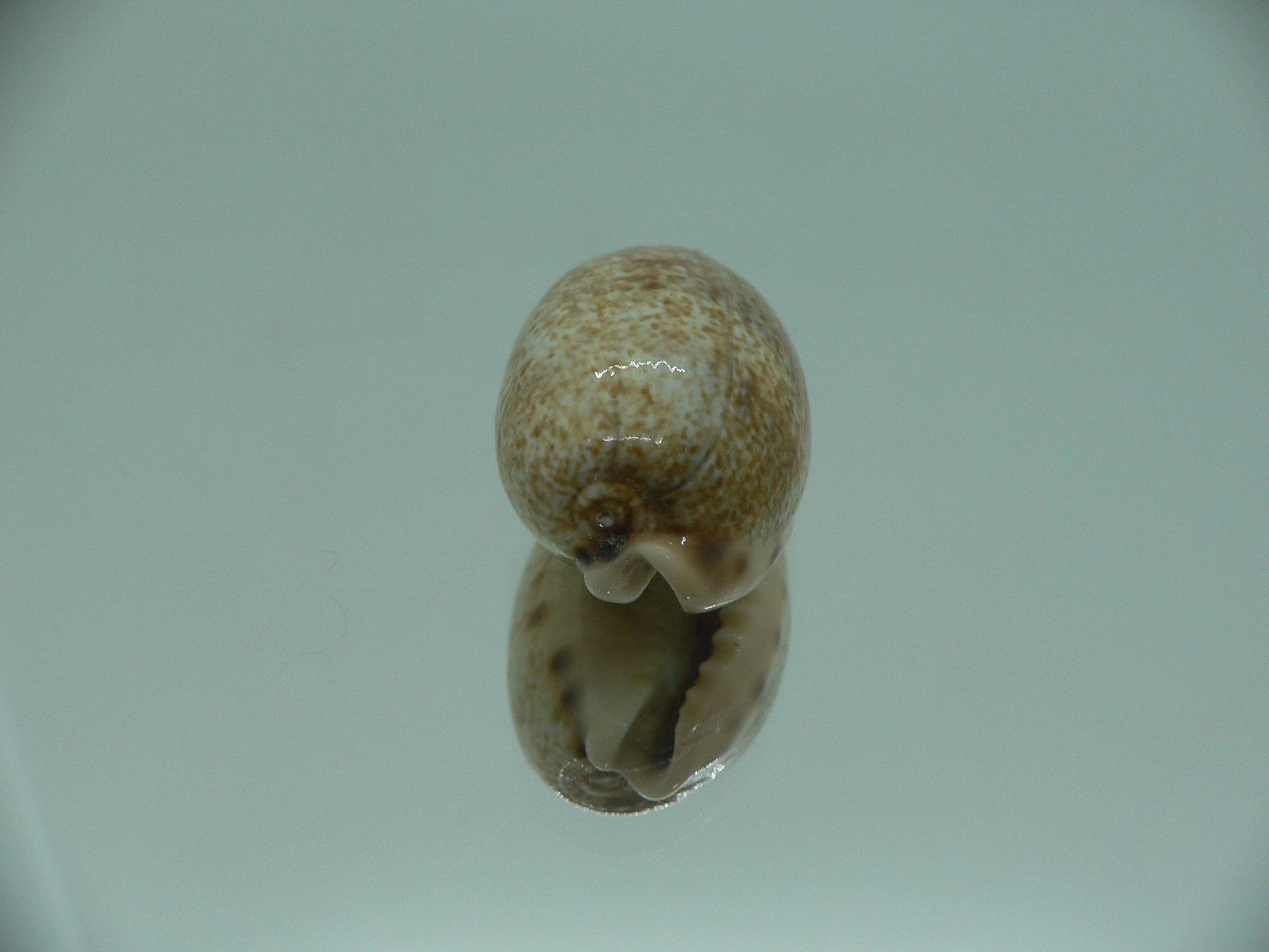 Cypraea caurica algida