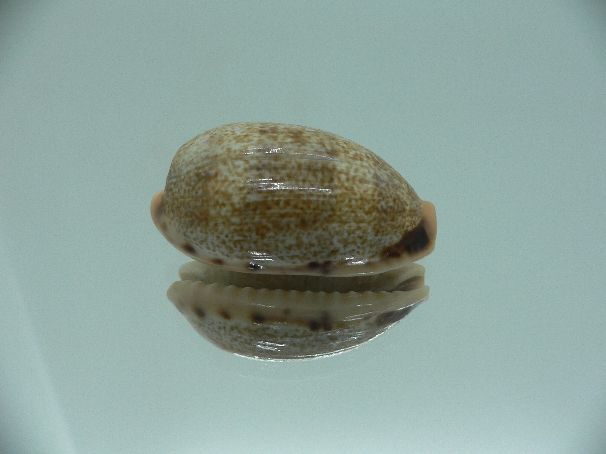 Cypraea caurica algida