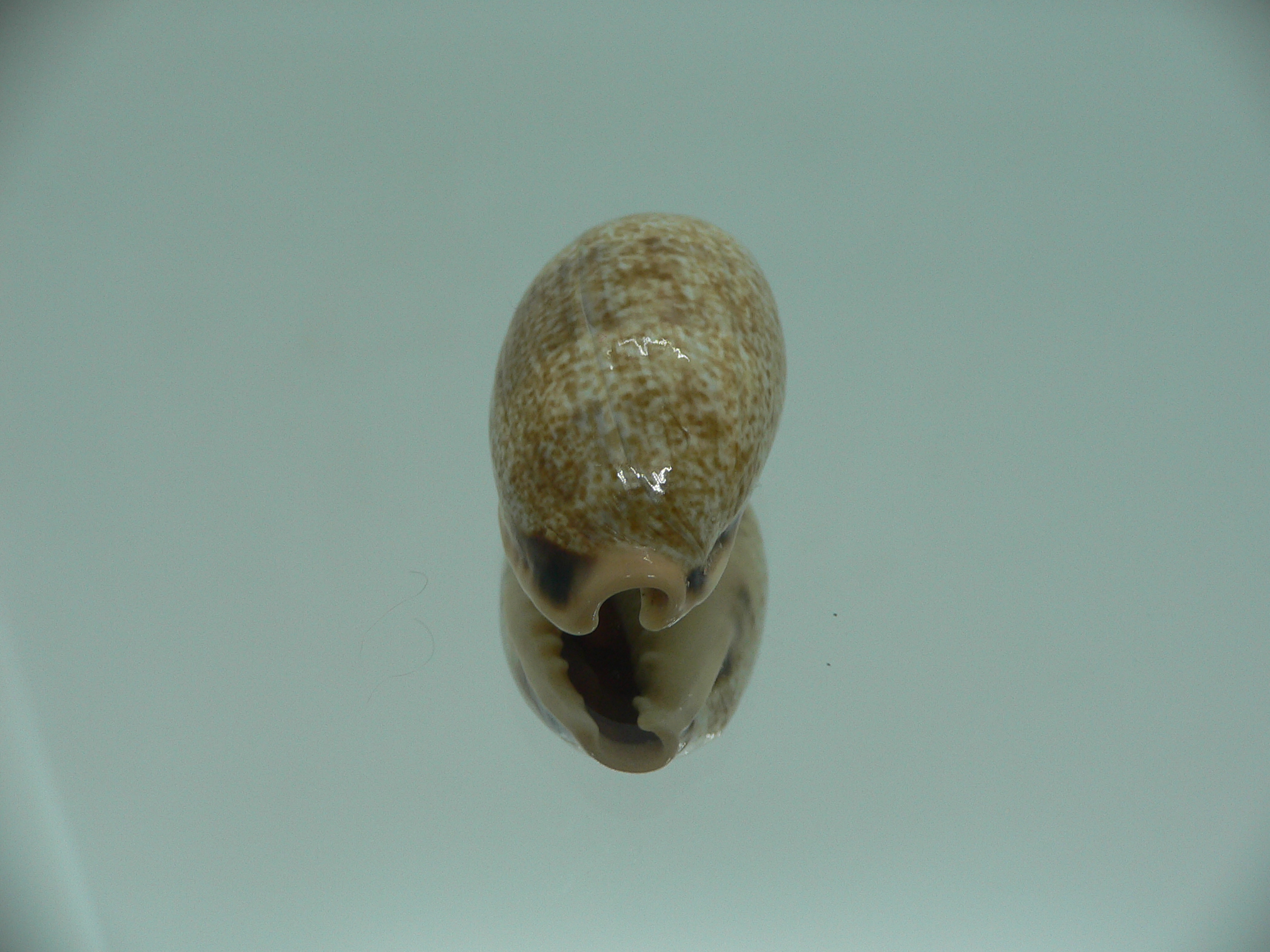 Cypraea caurica algida