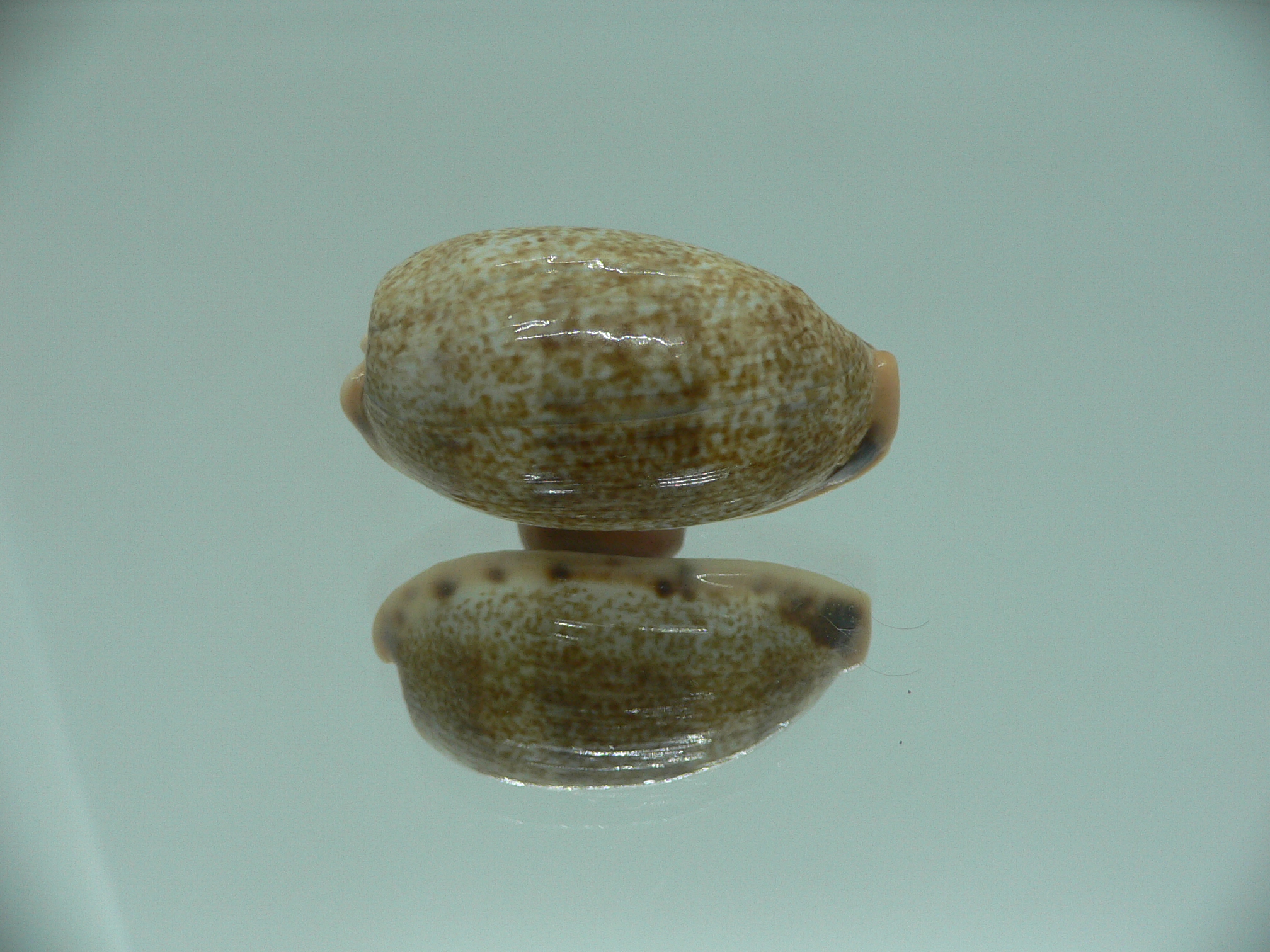 Cypraea caurica algida