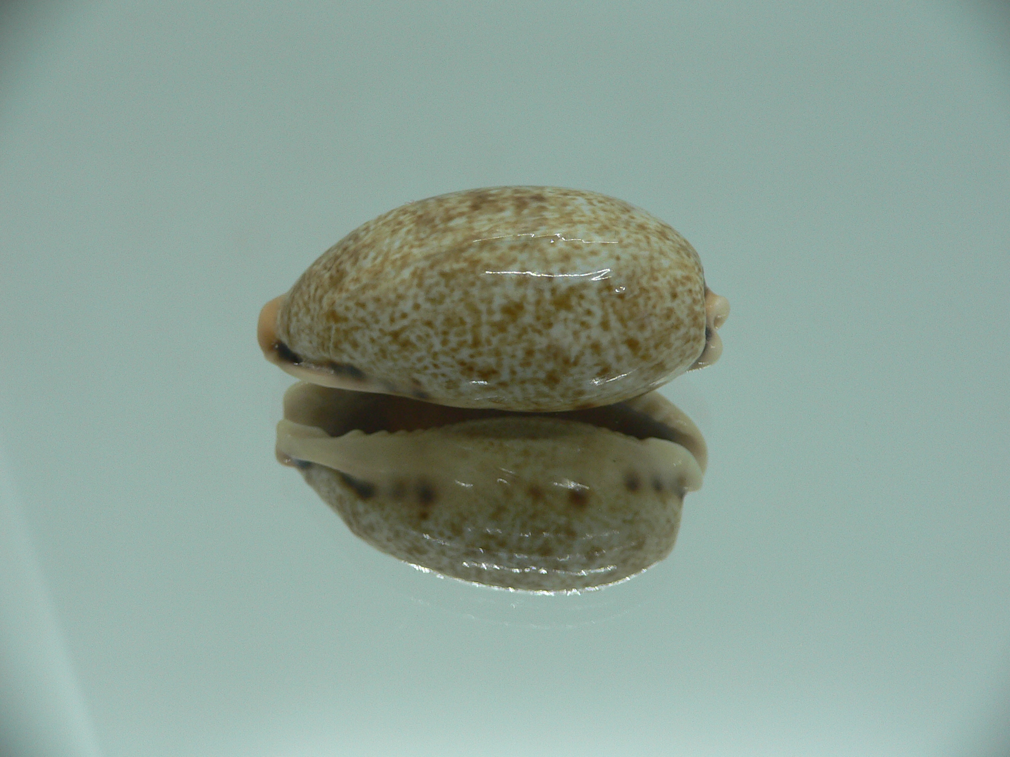 Cypraea caurica algida