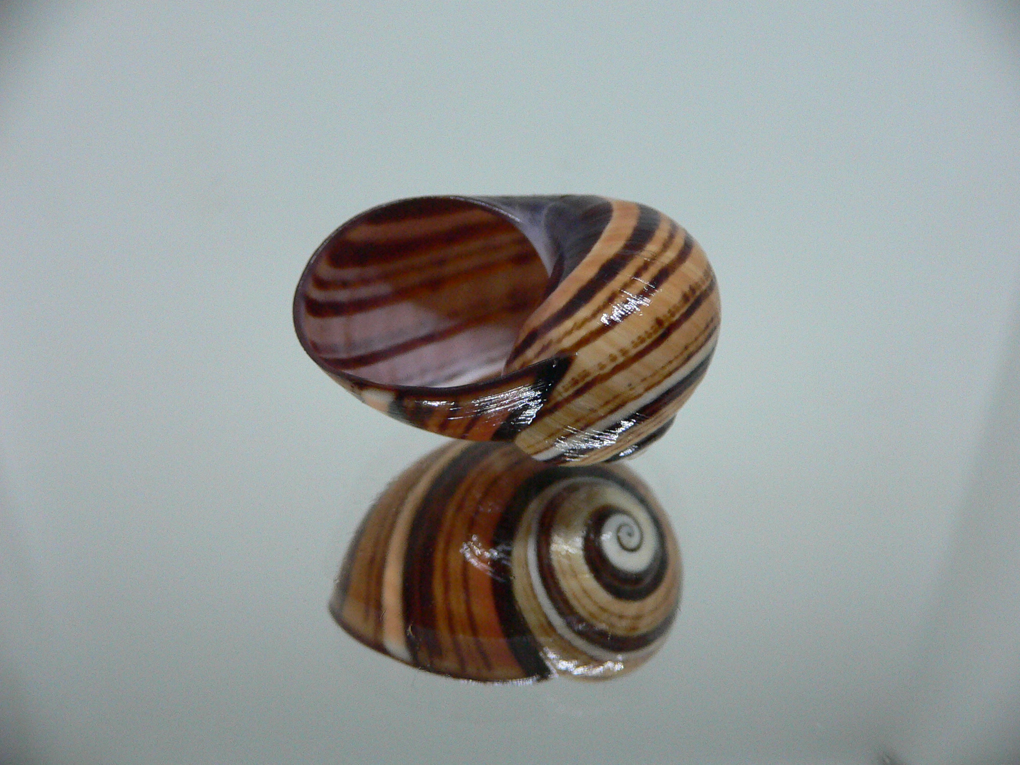 Polymita picta iolimbata RARE & ENDEMIC