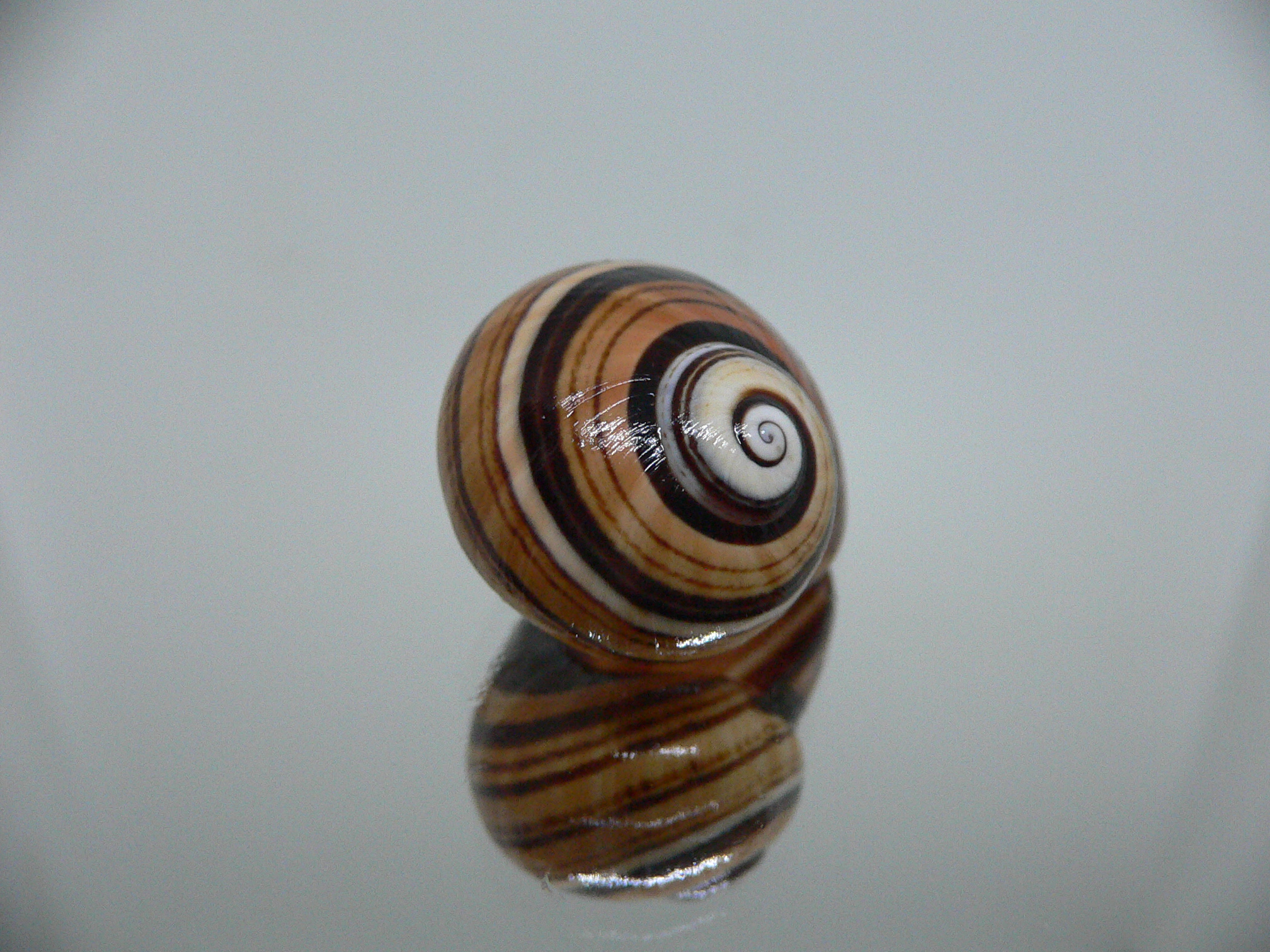 Polymita picta iolimbata RARE & ENDEMIC