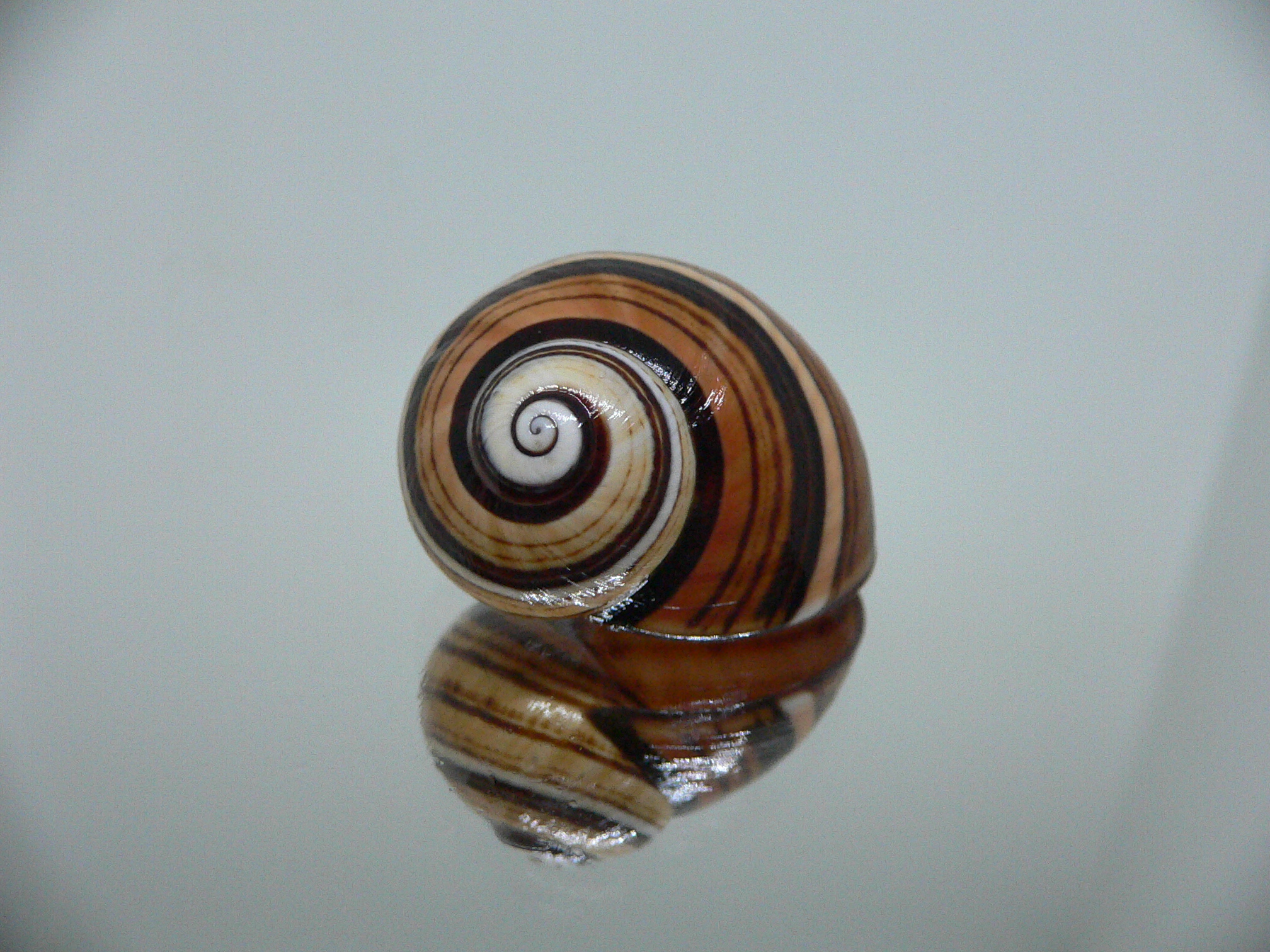 Polymita picta iolimbata RARE & ENDEMIC