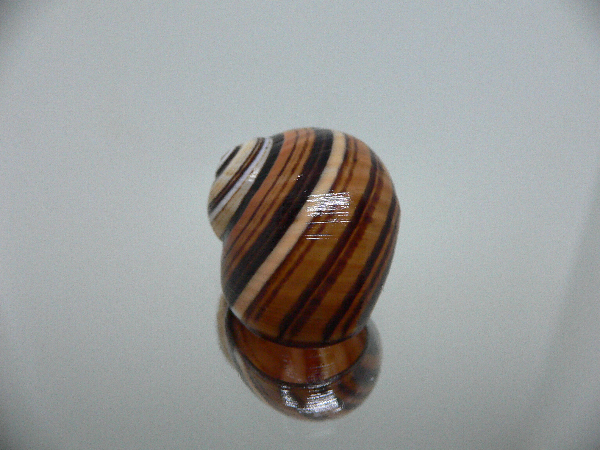 Polymita picta iolimbata RARE & ENDEMIC