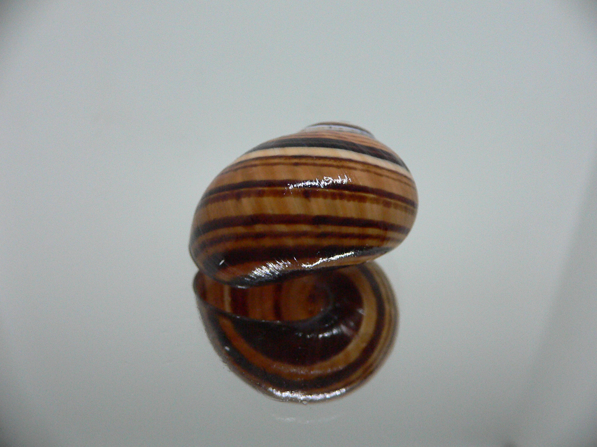 Polymita picta iolimbata RARE & ENDEMIC