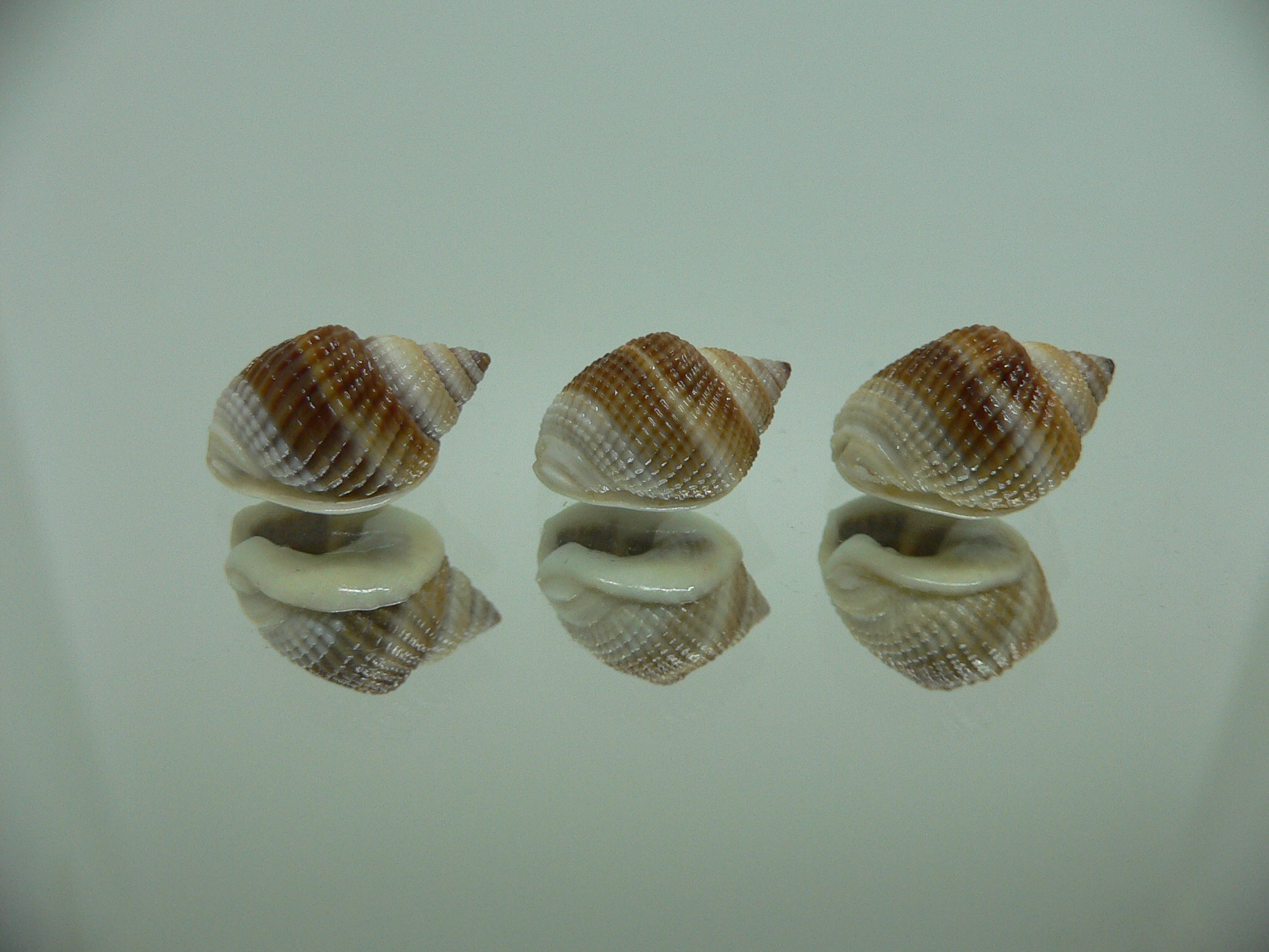 Nassarius elegantissimus КОМПЛЕКТ 3 шт.