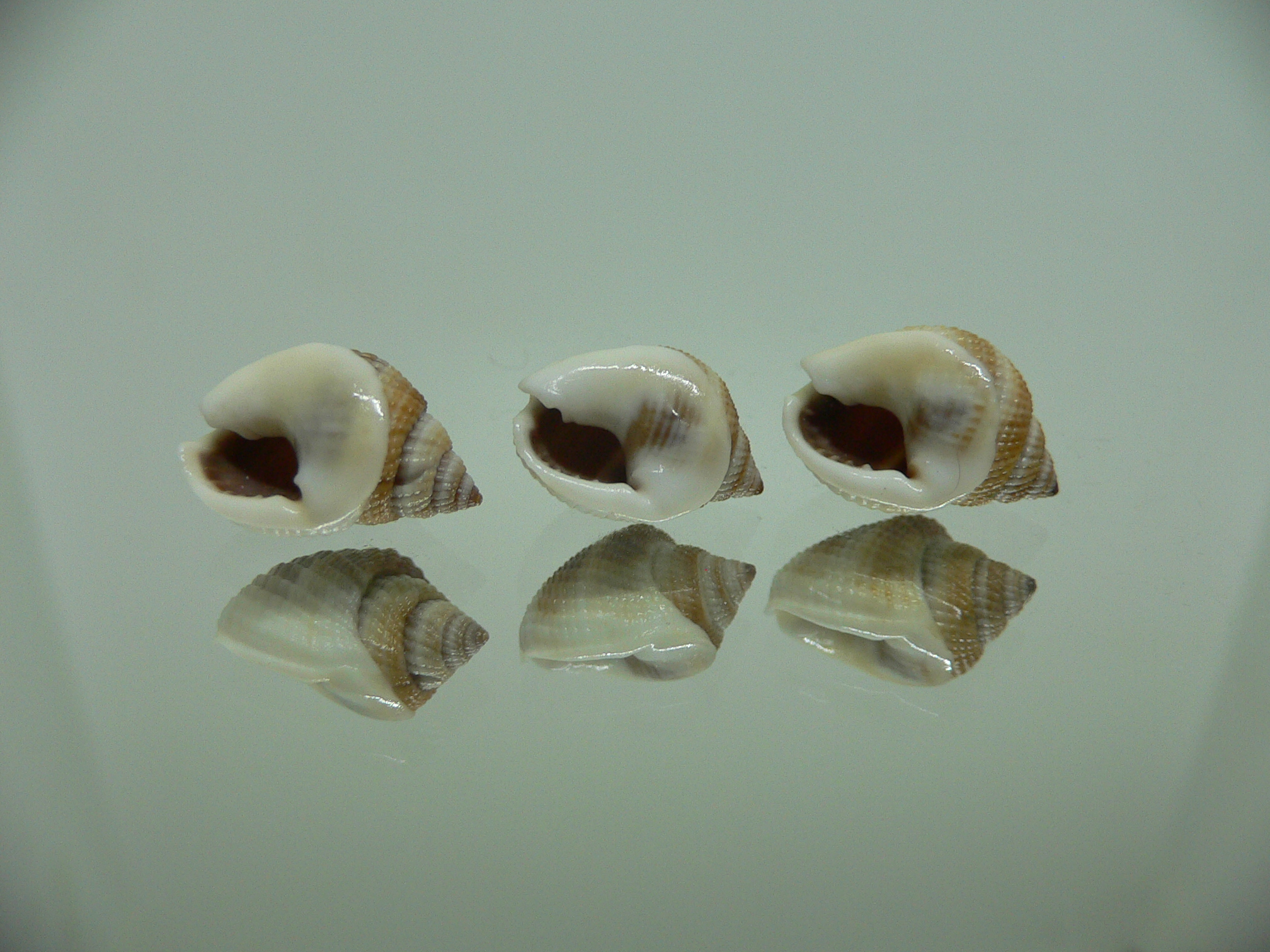 Nassarius elegantissimus КОМПЛЕКТ 3 шт.