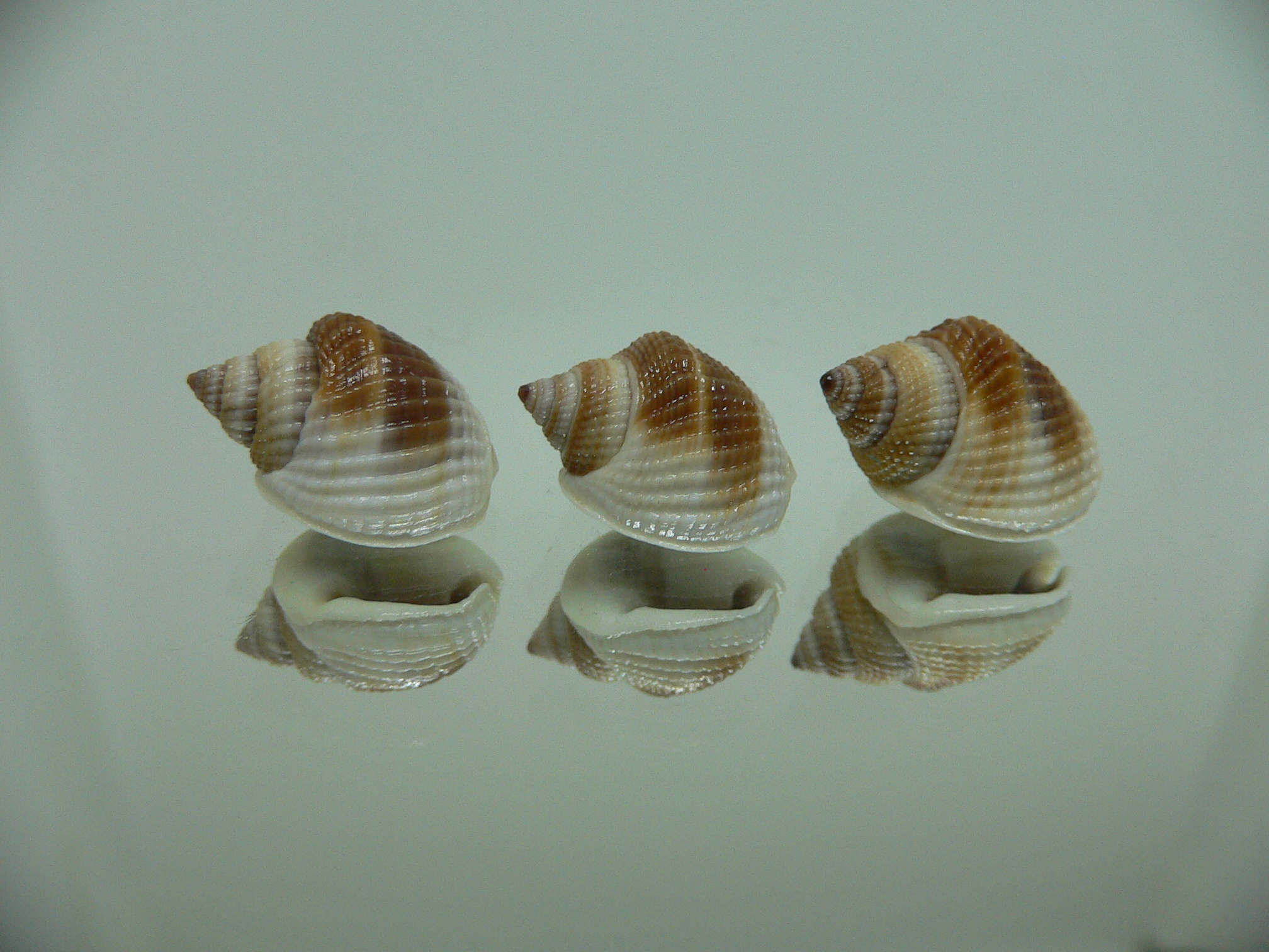 Nassarius elegantissimus КОМПЛЕКТ 3 шт.