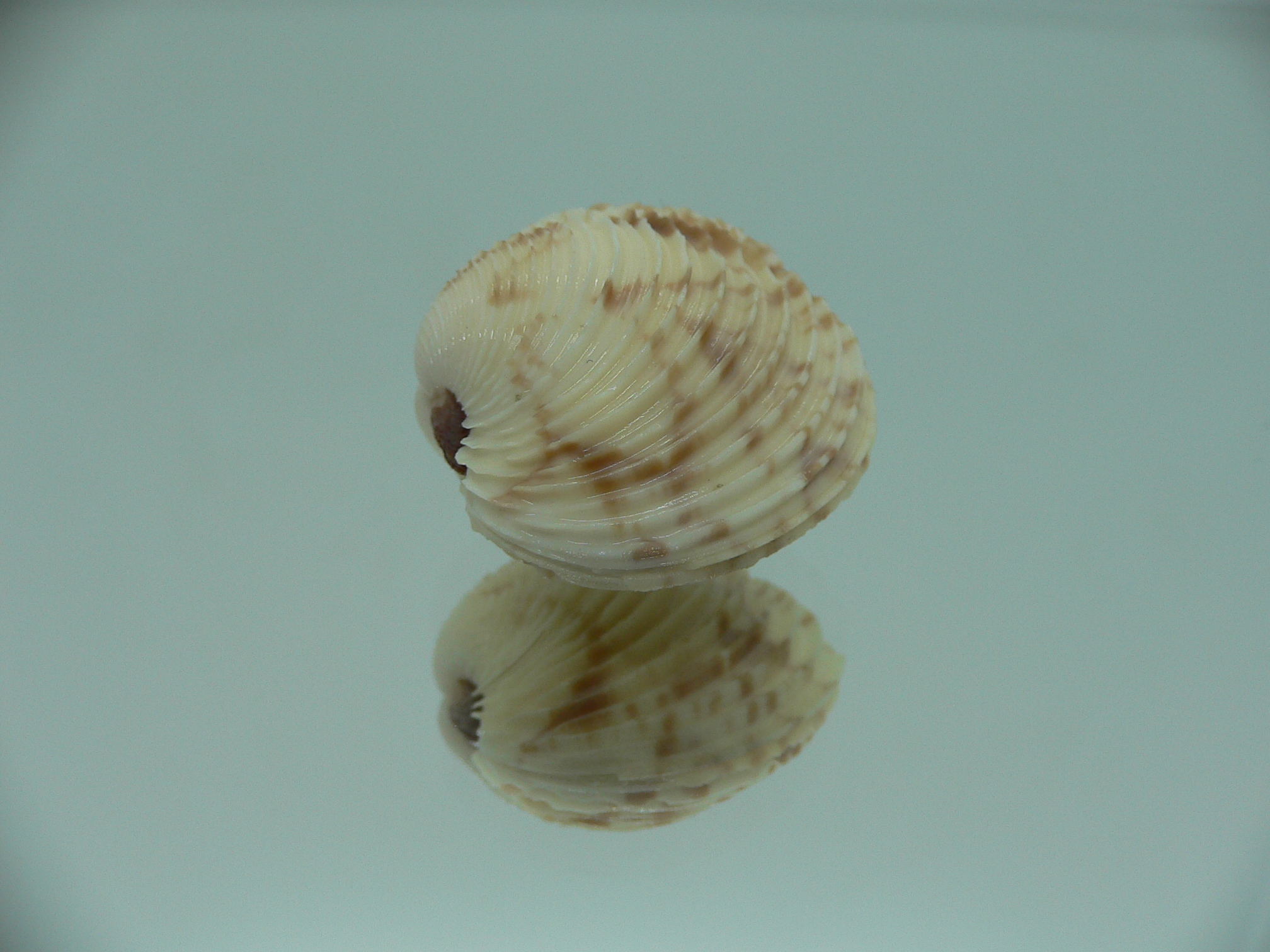Venus declivis