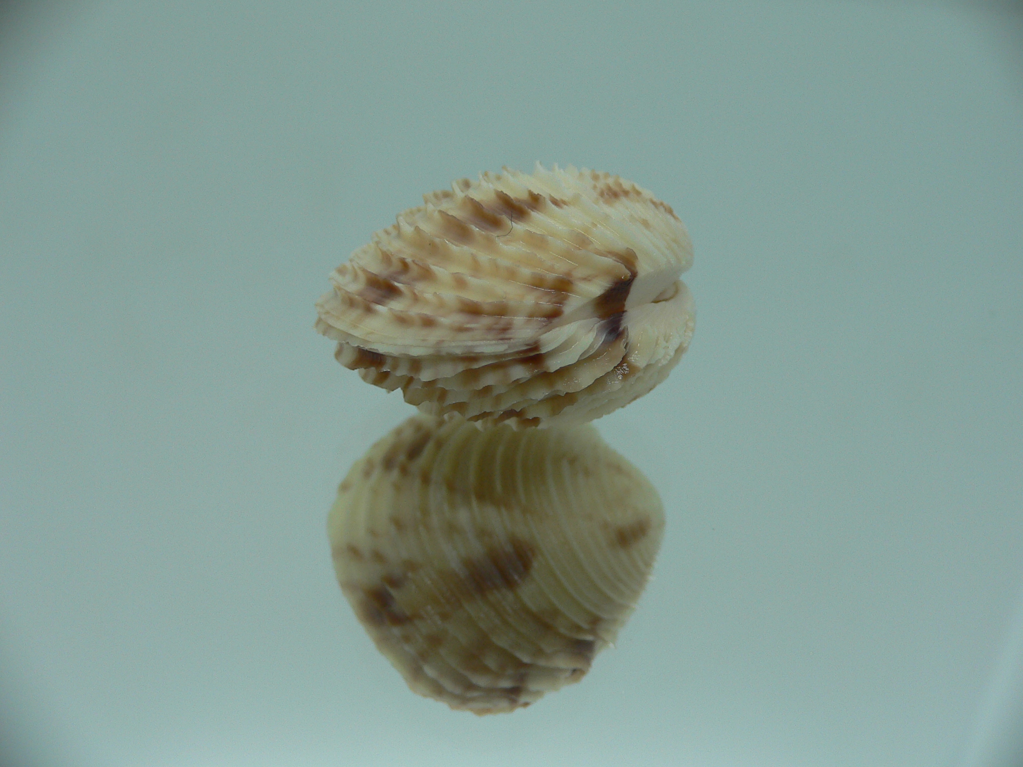 Venus declivis