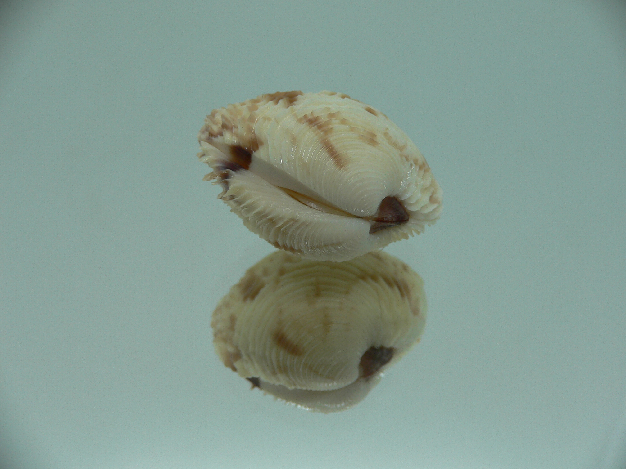 Venus declivis