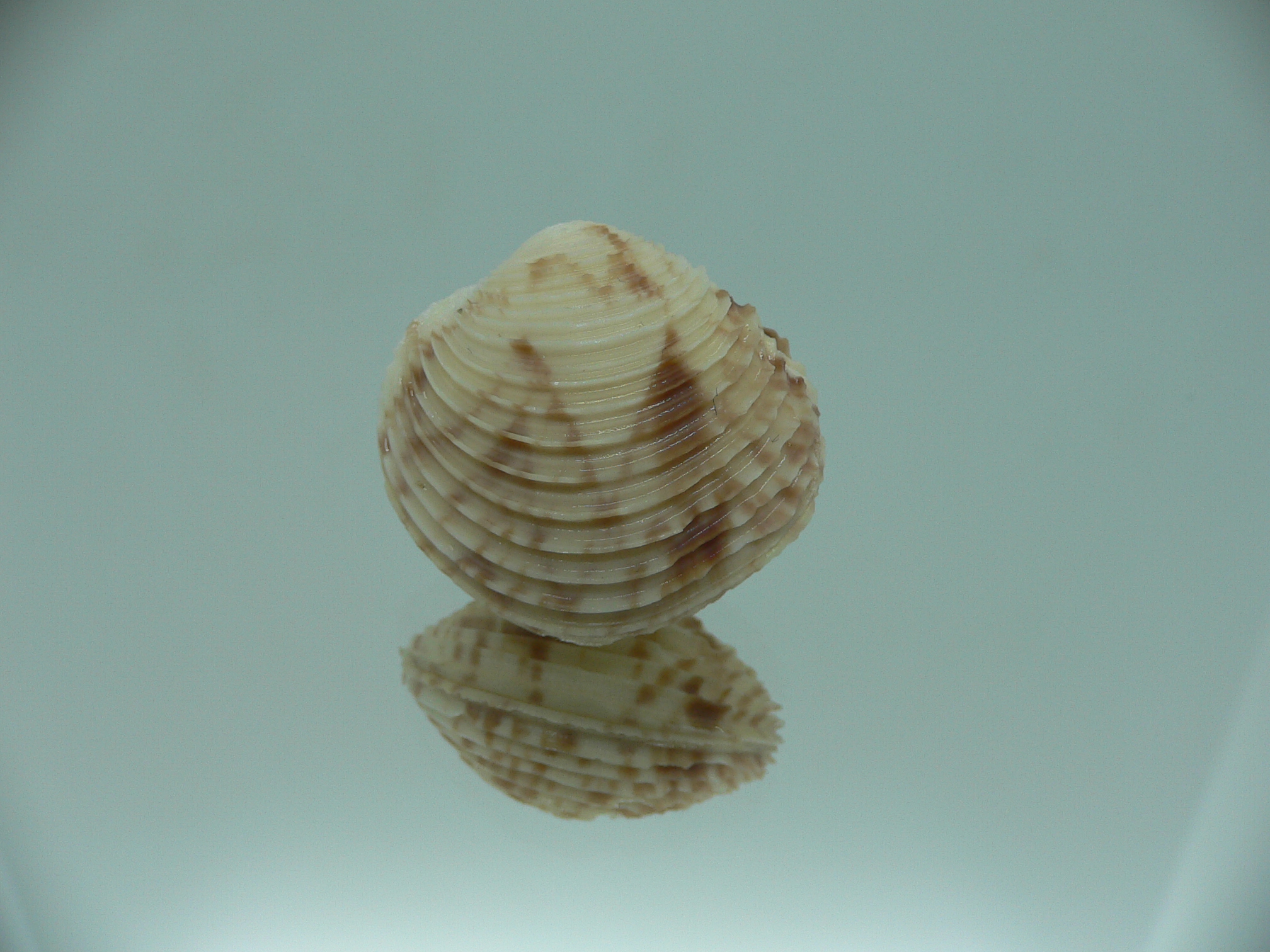 Venus declivis