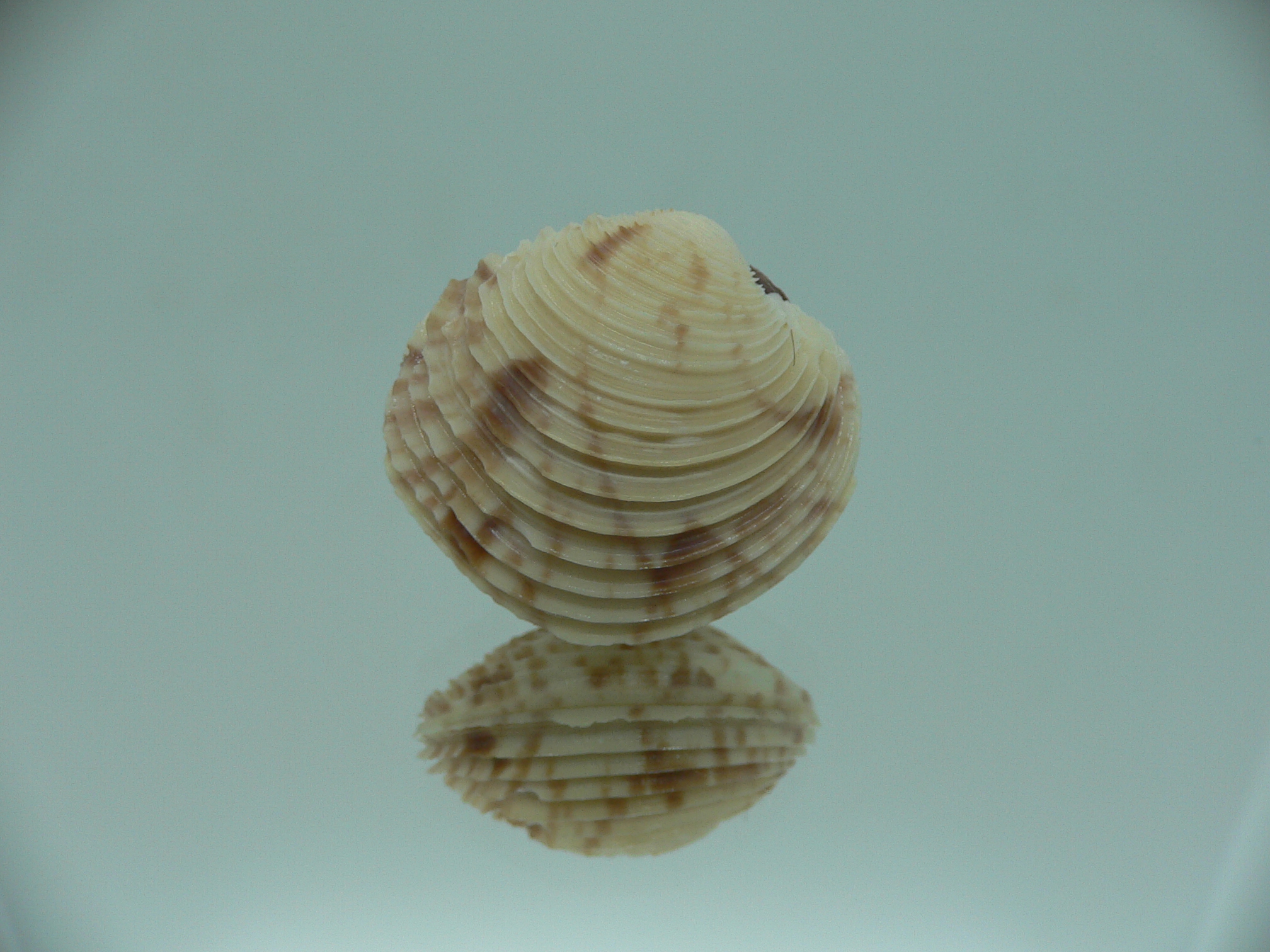 Venus declivis
