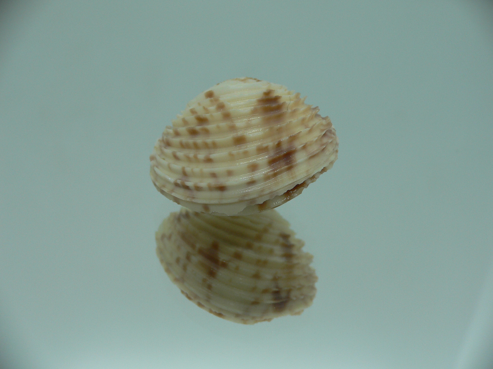 Venus declivis