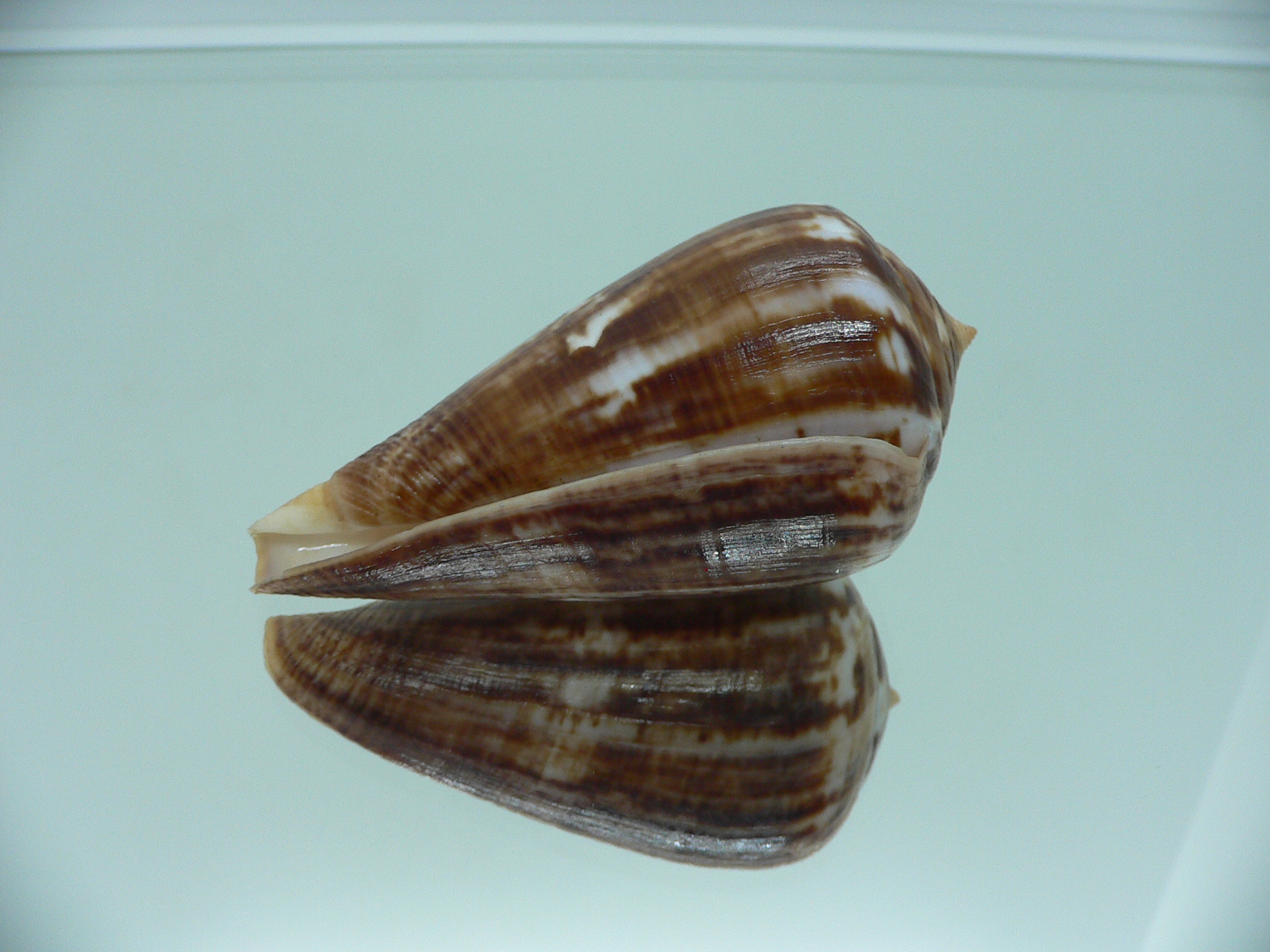 Conus hyaena hyaena BIG FREAK