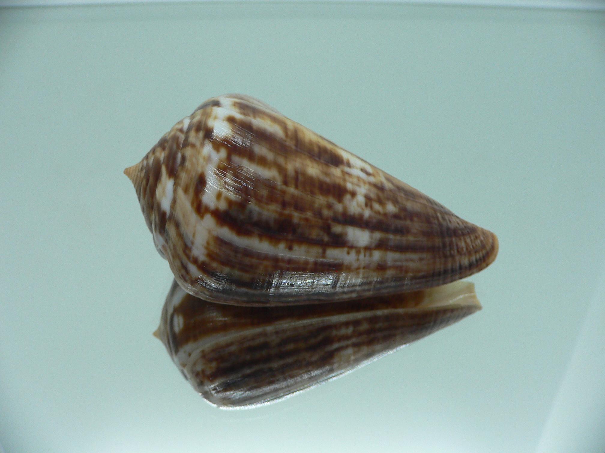 Conus hyaena hyaena BIG FREAK