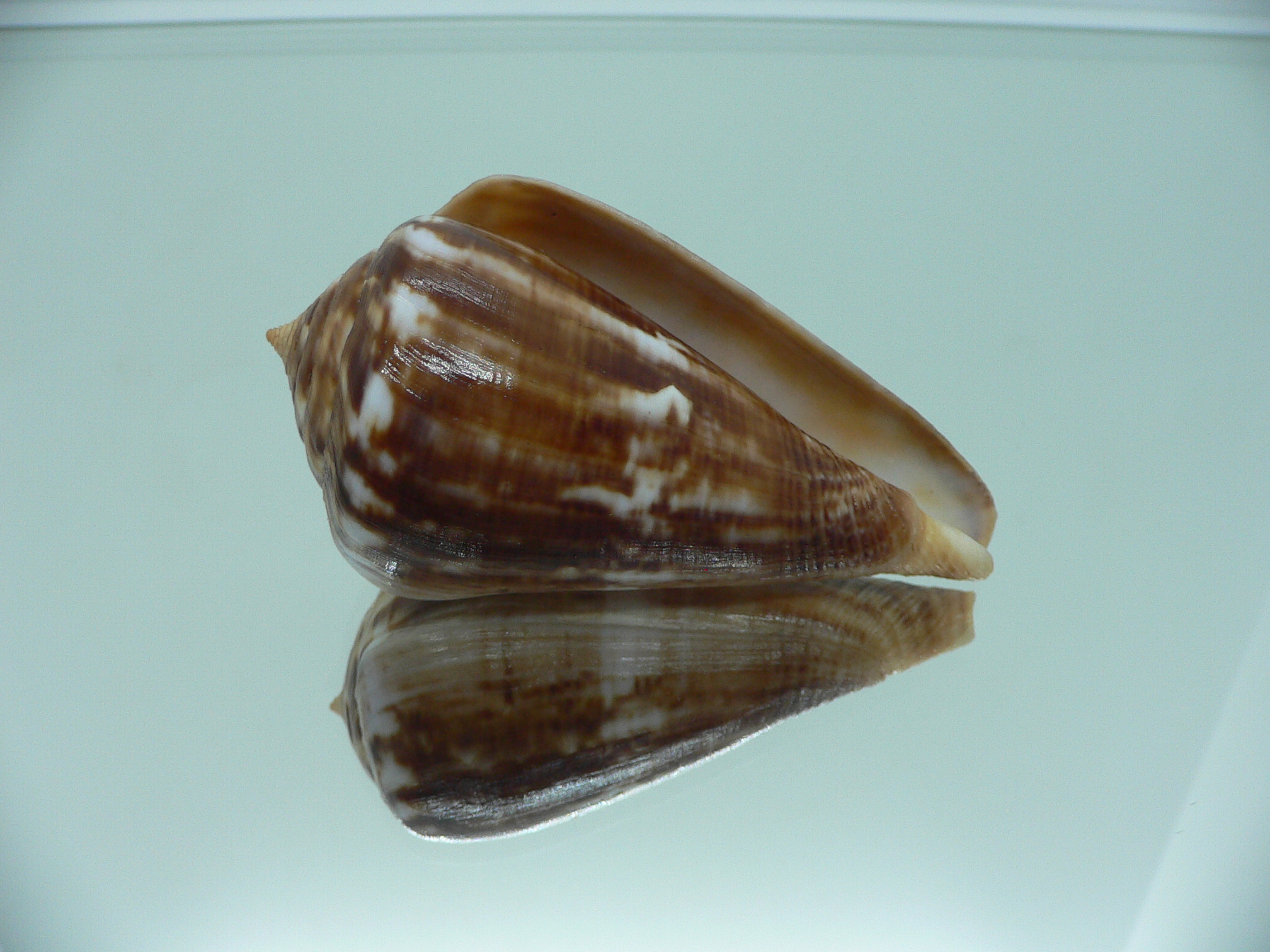 Conus hyaena hyaena BIG FREAK