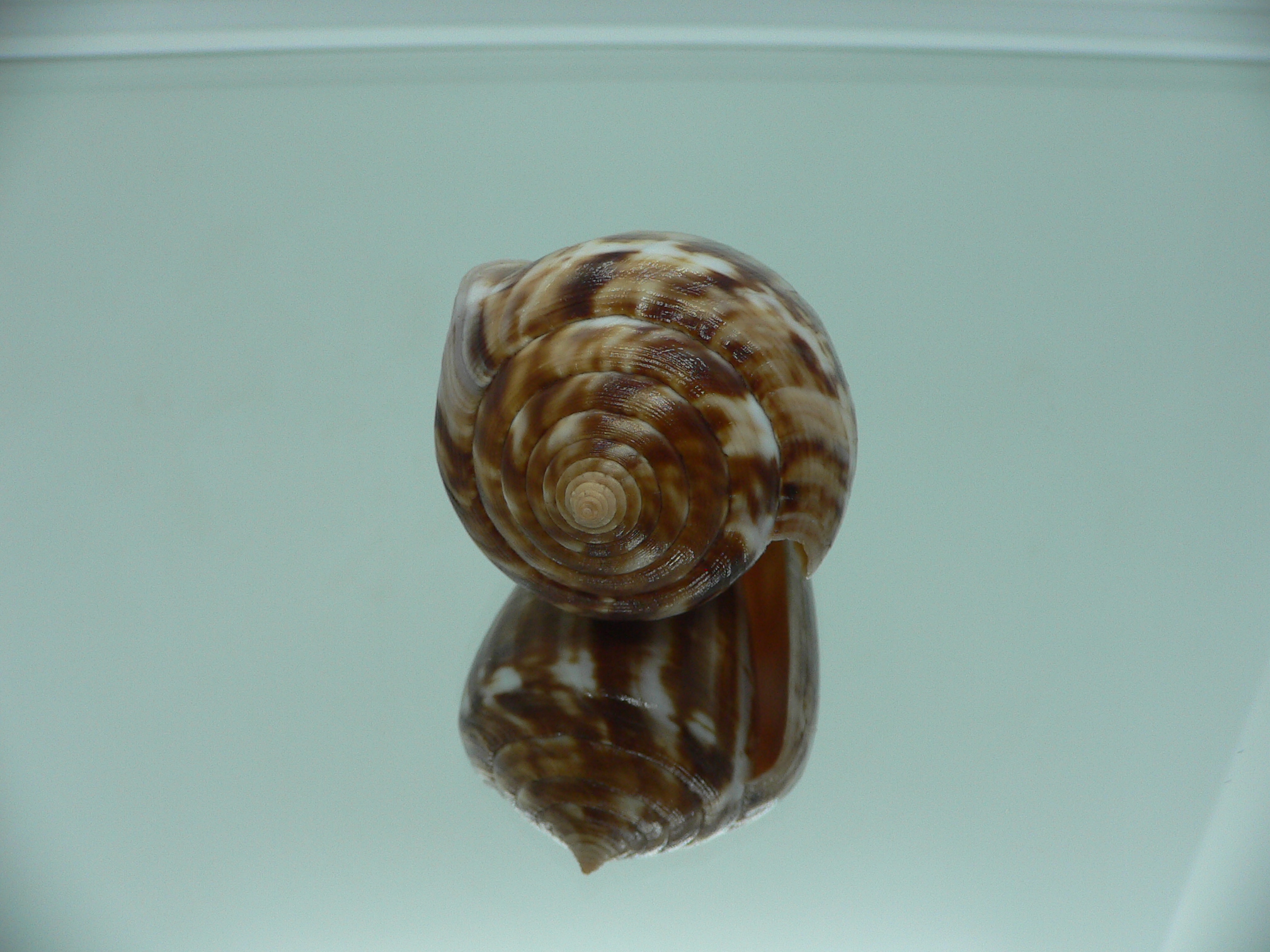 Conus hyaena hyaena BIG FREAK