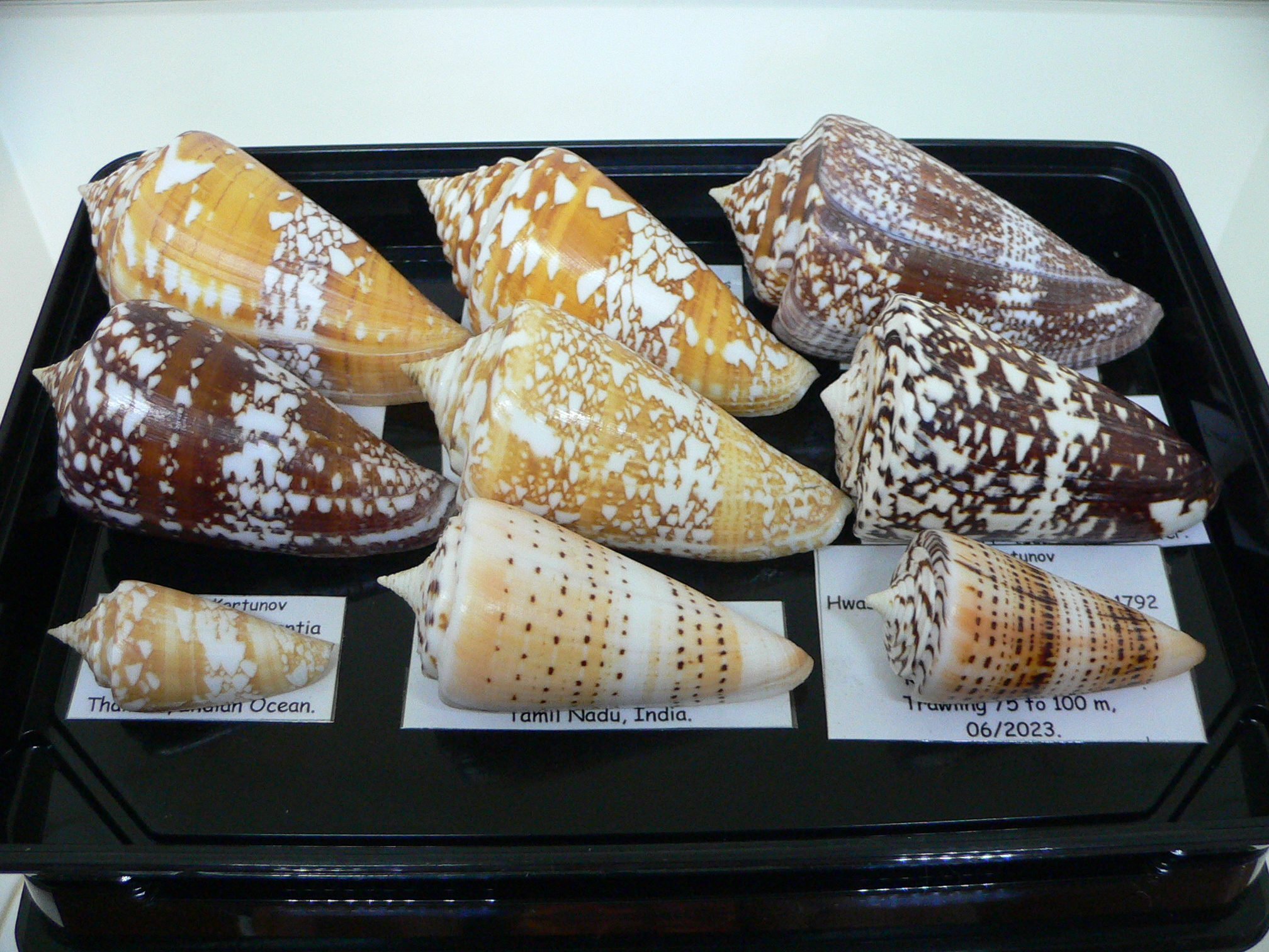 Conus hyaena hyaena BIG FREAK