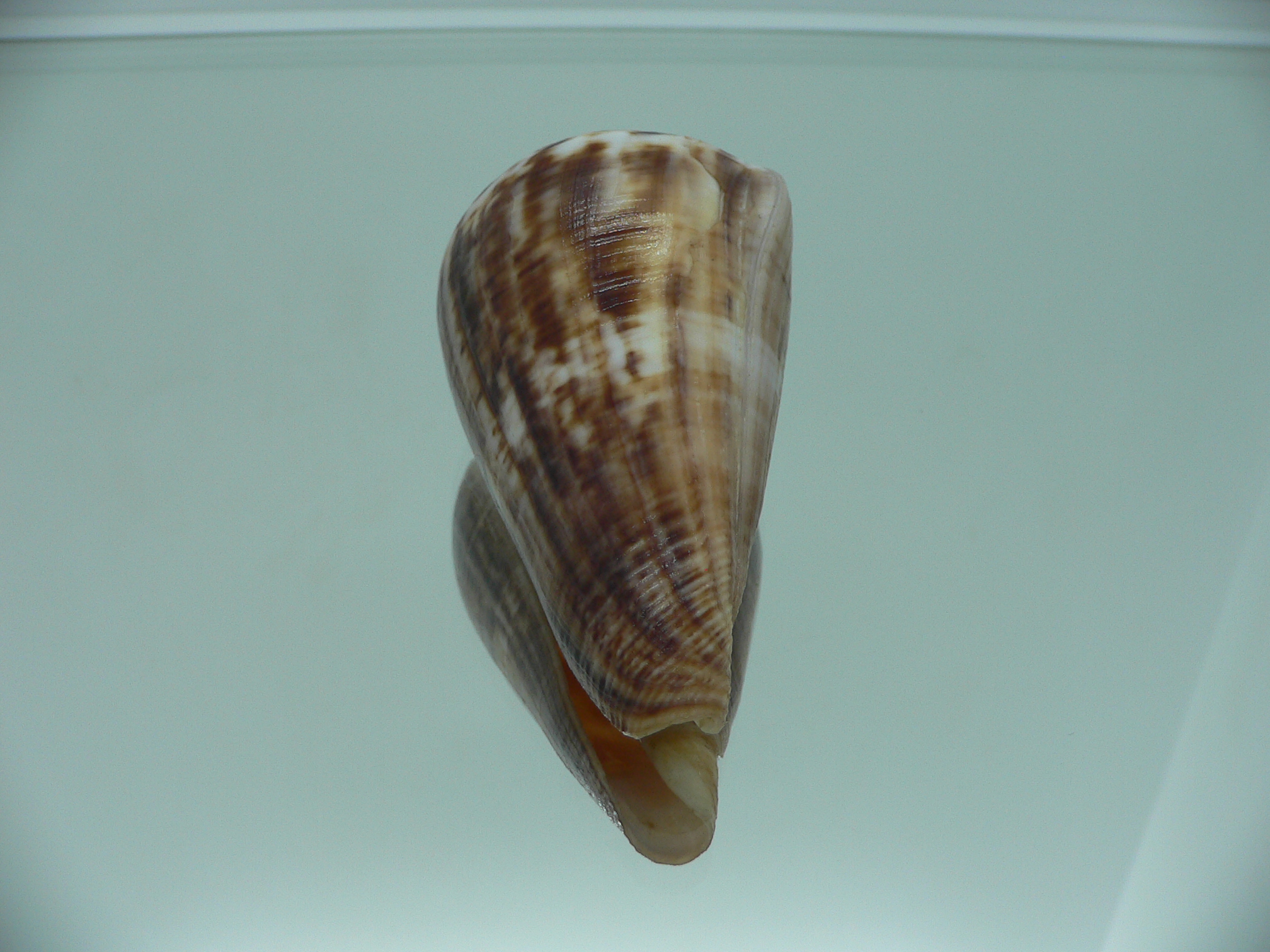 Conus hyaena hyaena BIG FREAK