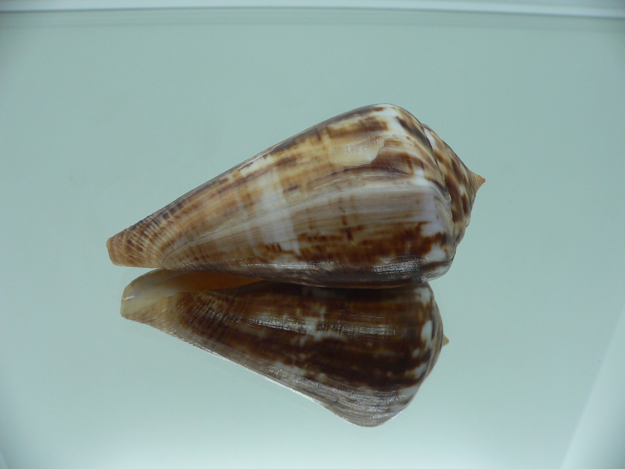 Conus hyaena hyaena BIG FREAK