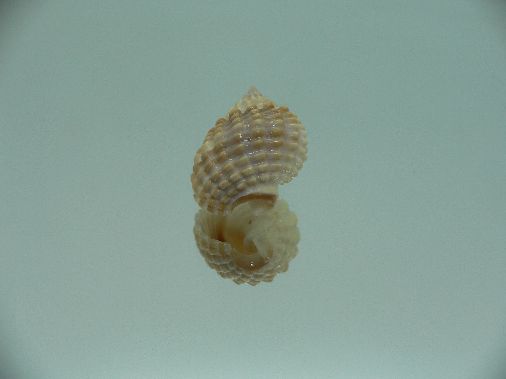 Nassarius conoidalis conoidalis
