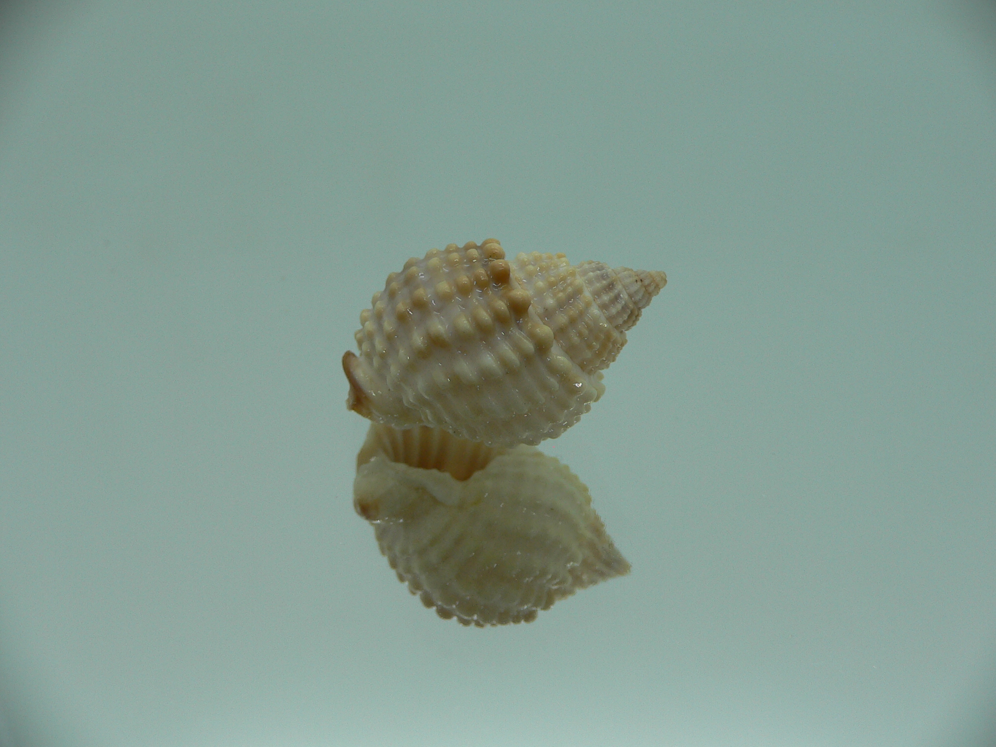 Nassarius conoidalis conoidalis