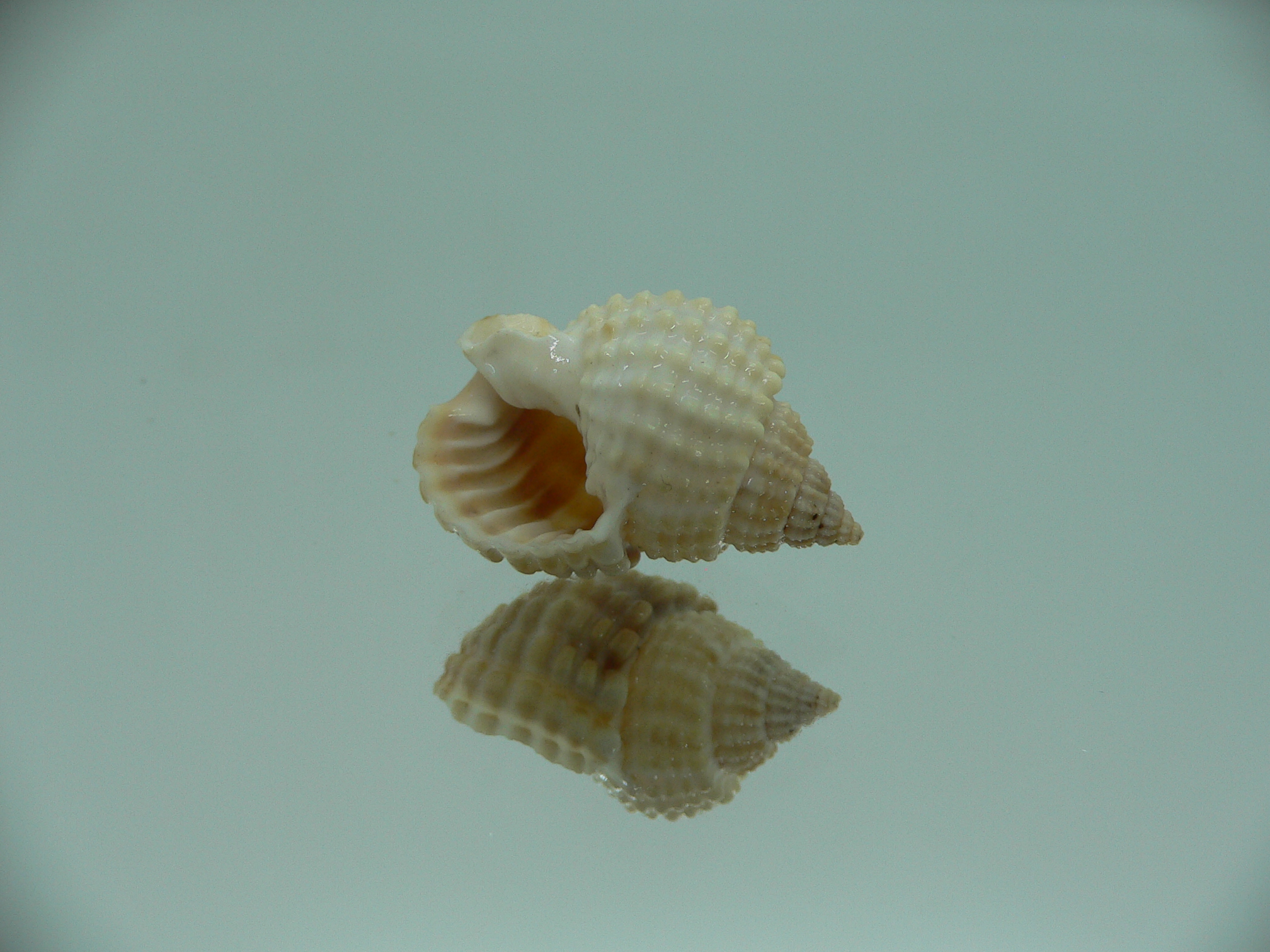 Nassarius conoidalis conoidalis