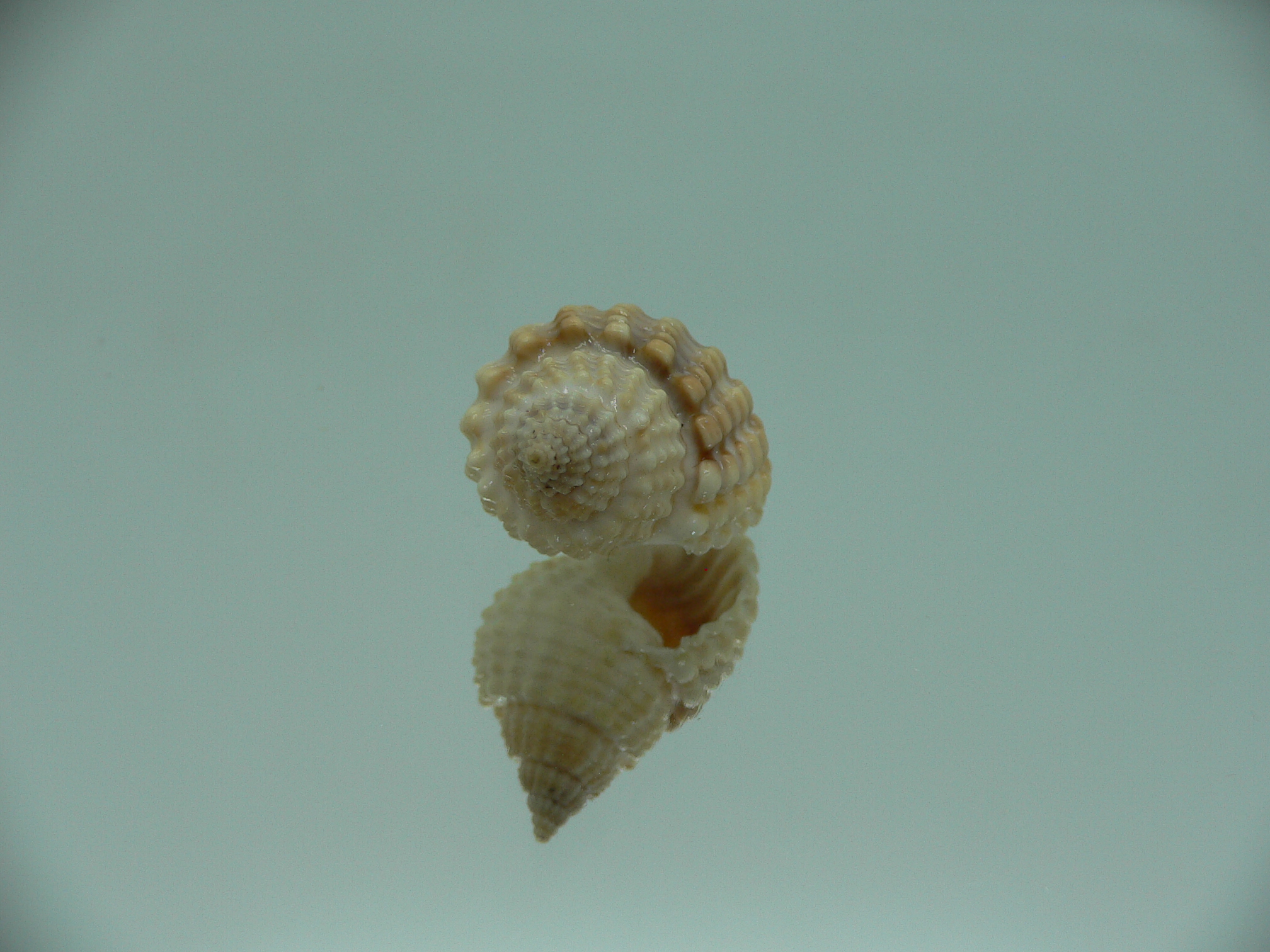 Nassarius conoidalis conoidalis