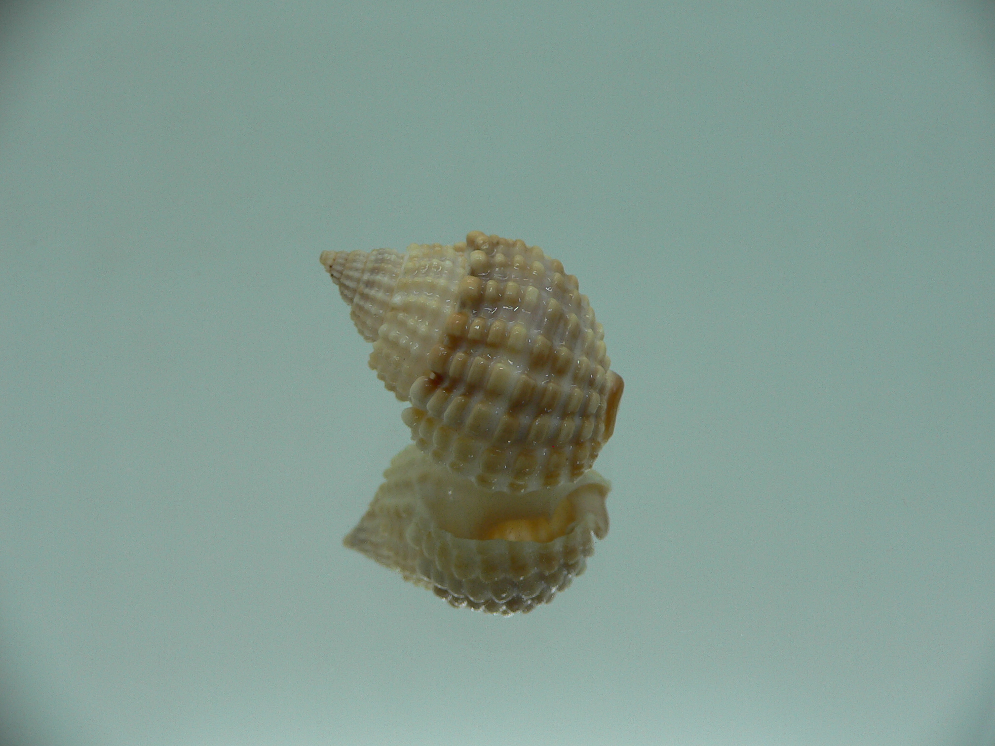 Nassarius conoidalis conoidalis