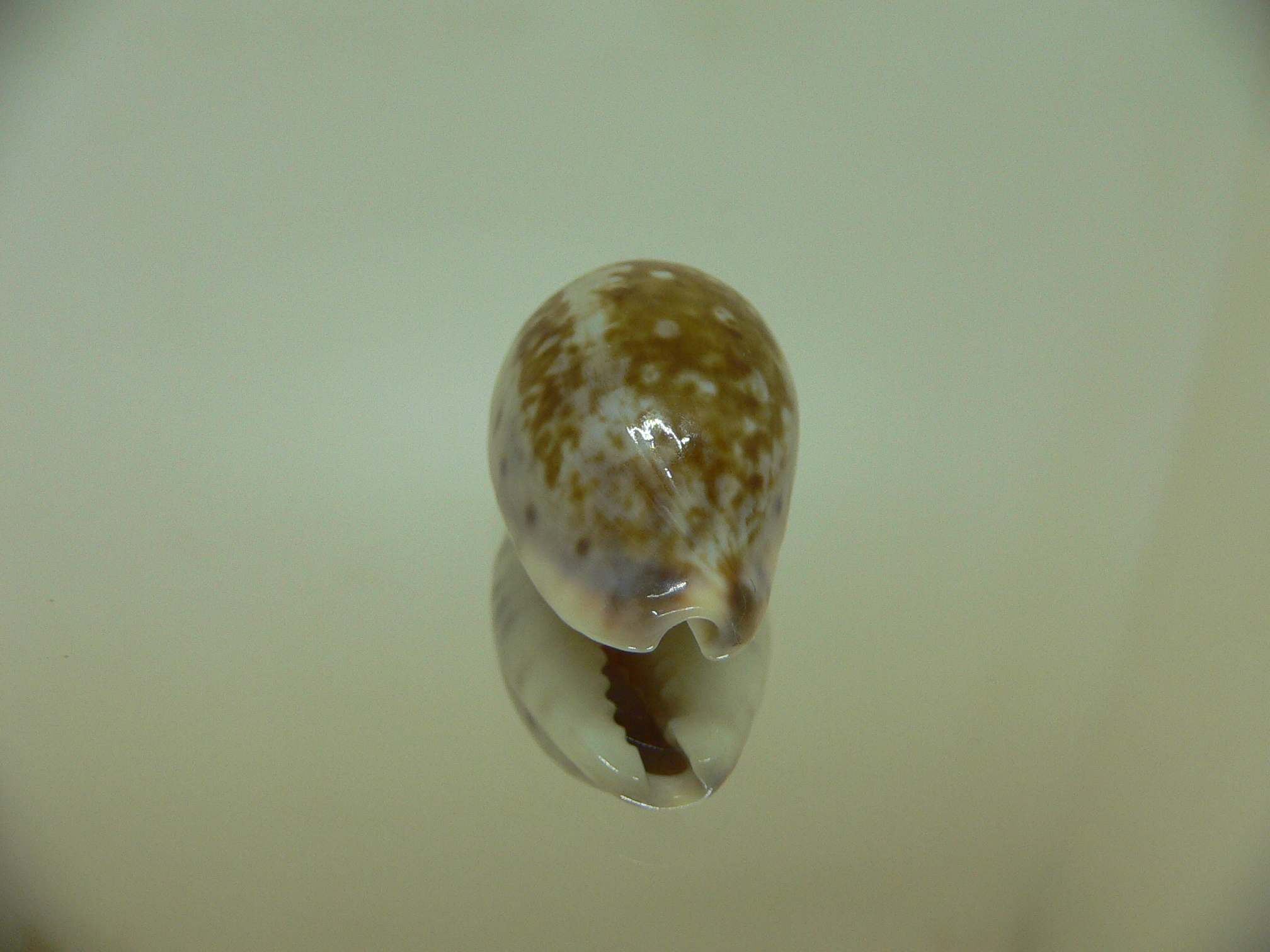 Cypraea zonaria SUPER COLOR