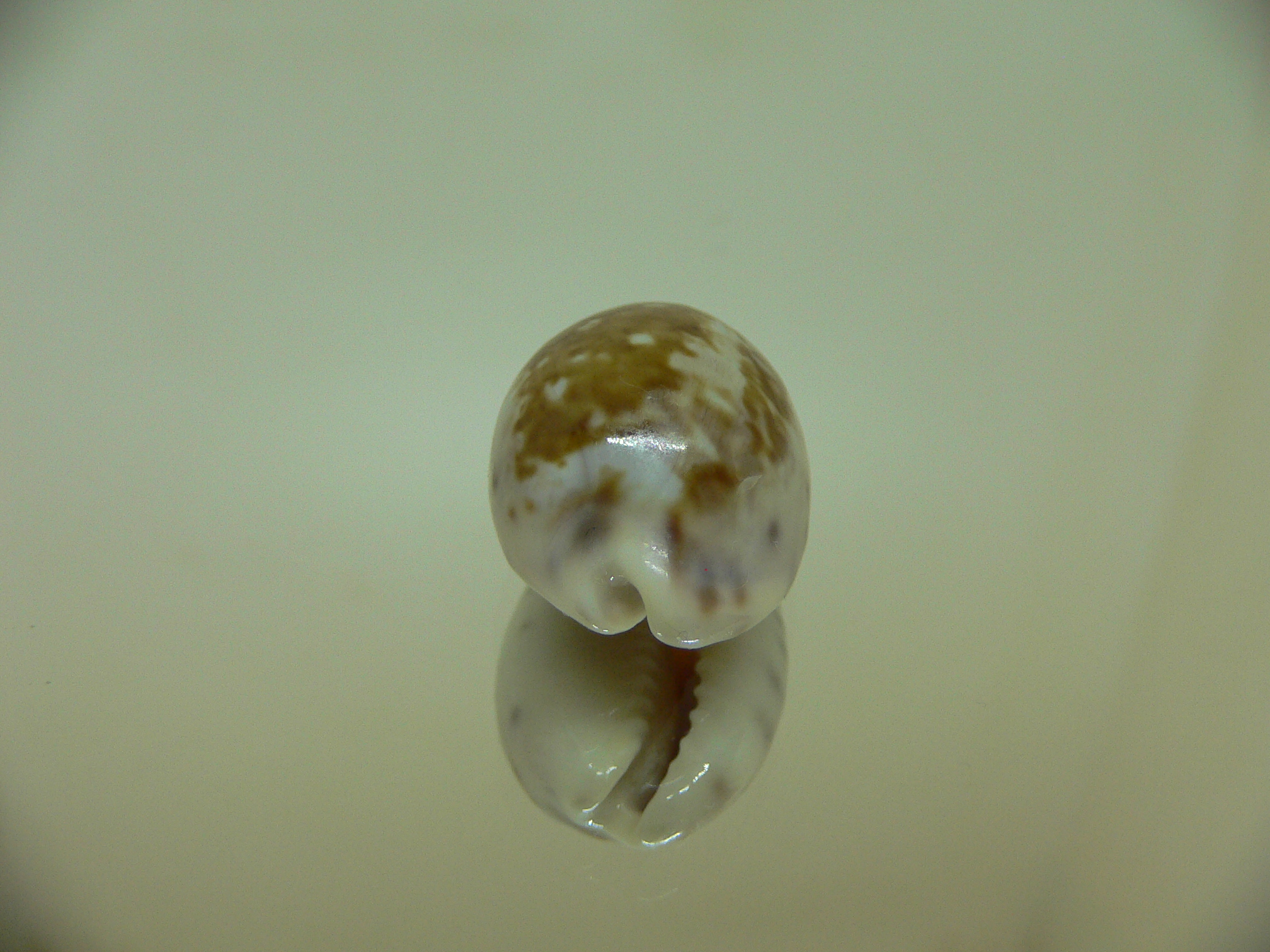 Cypraea zonaria SUPER COLOR